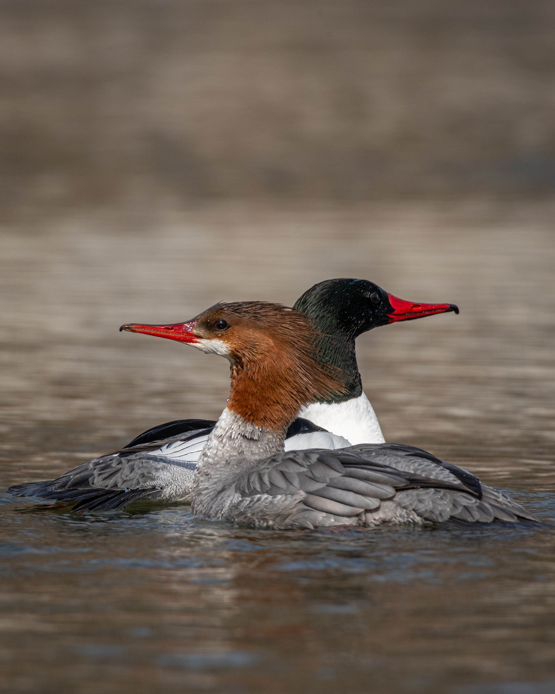 Common Merganser pair, near the Harvie Passage of the Bow River, Pearce Estate Park, Calgary, AB