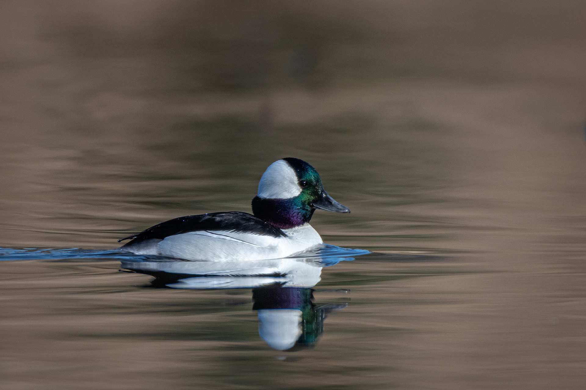 Bufflehead (male), Marshall Springs, Fish Creek Provincial Park, Calgary, AB