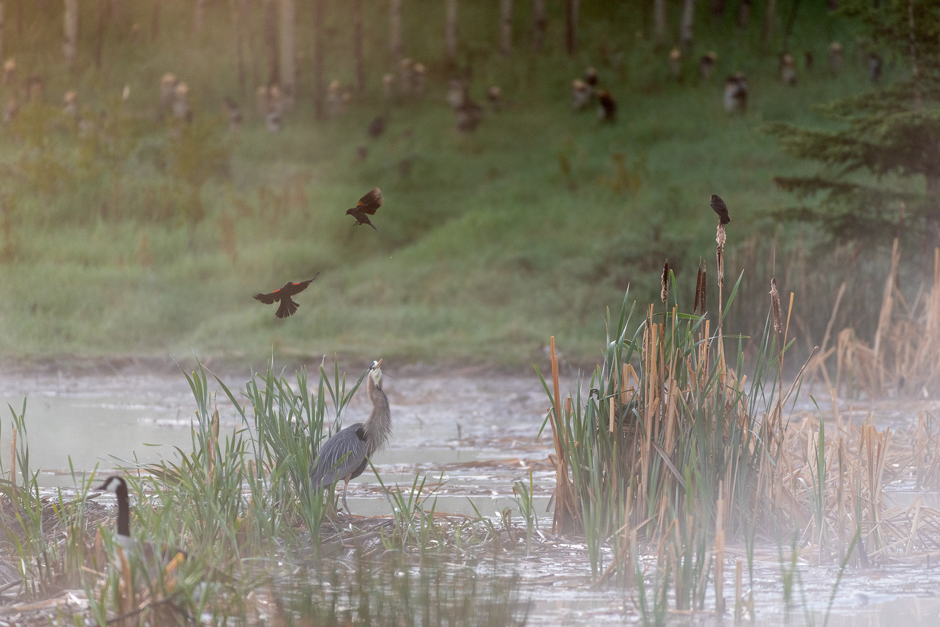 Great Blue Heron, Red-winged Blackbirds, Canada goose, Marshall Springs, Fish Creek Provincial Park, Calgary, Alberta