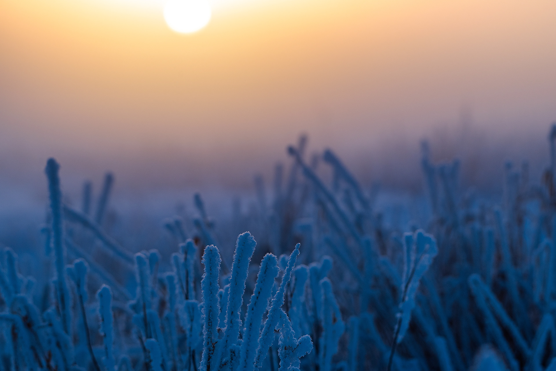 Thick hoar frost at sunrise near the Bow River in the Mallard Point area of Fish Creek Provincial Park