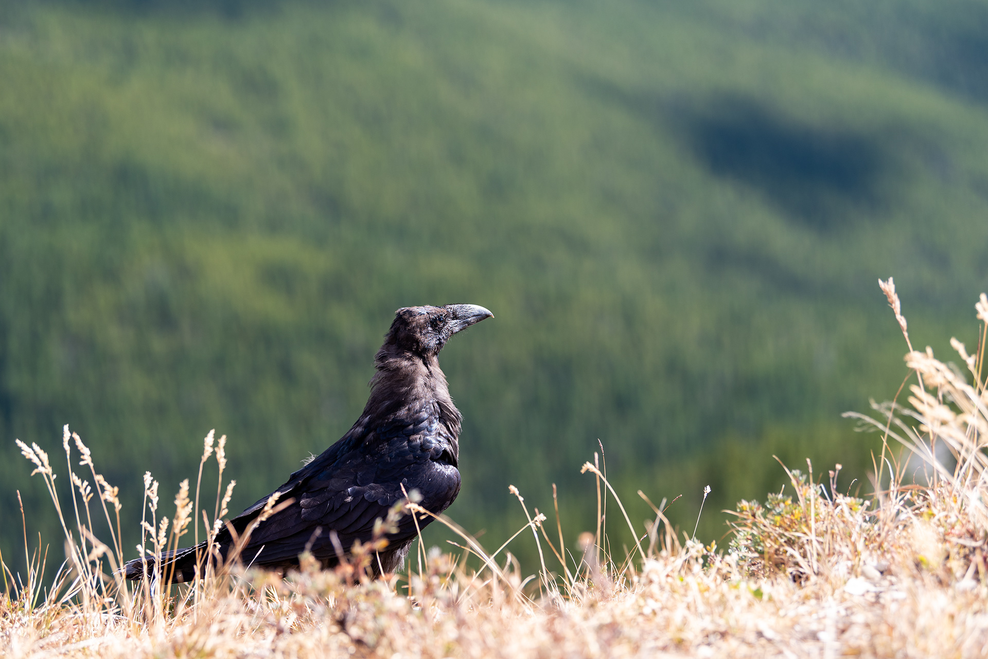 Common Raven bird at Prairie Mountain