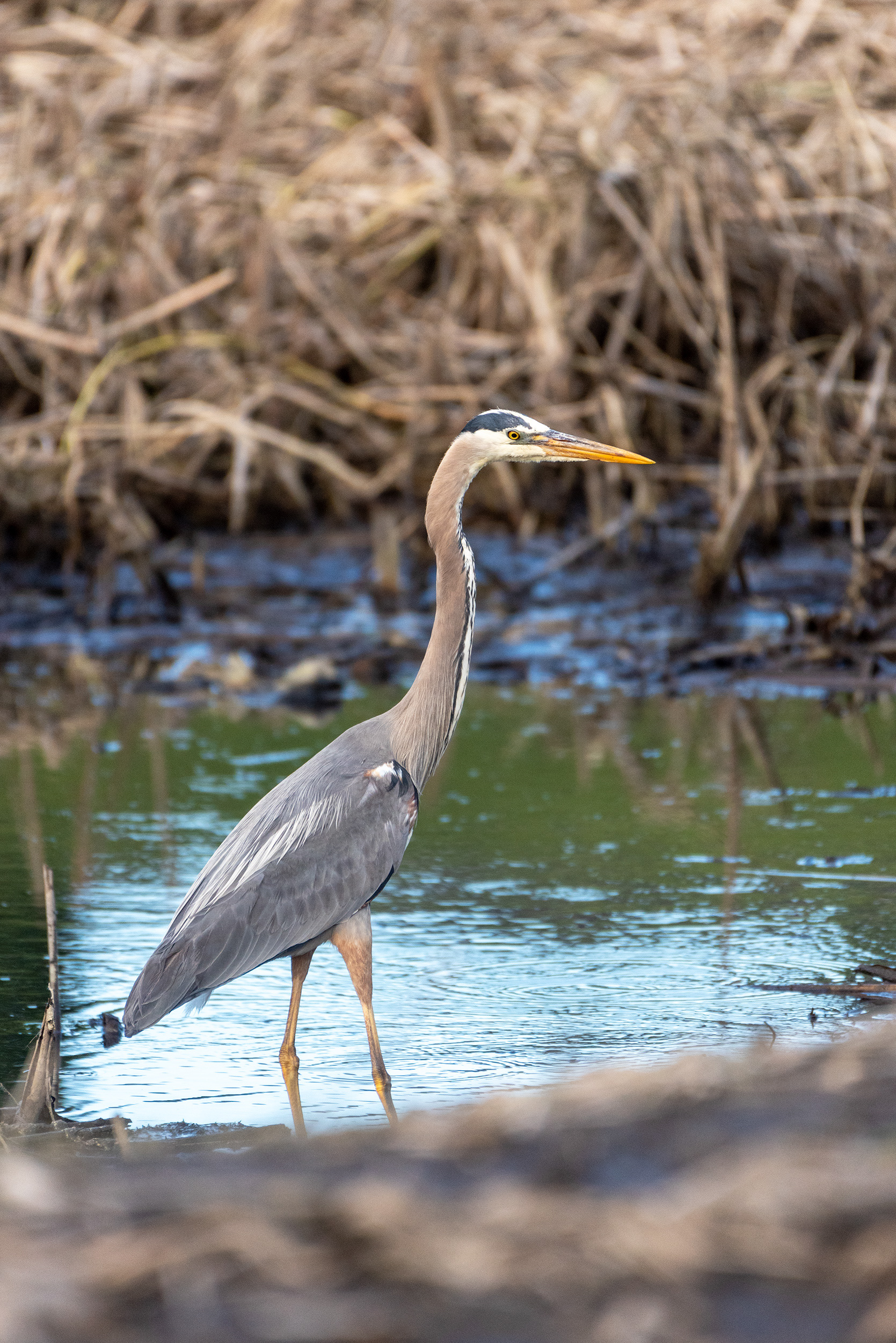 Great Blue Heron