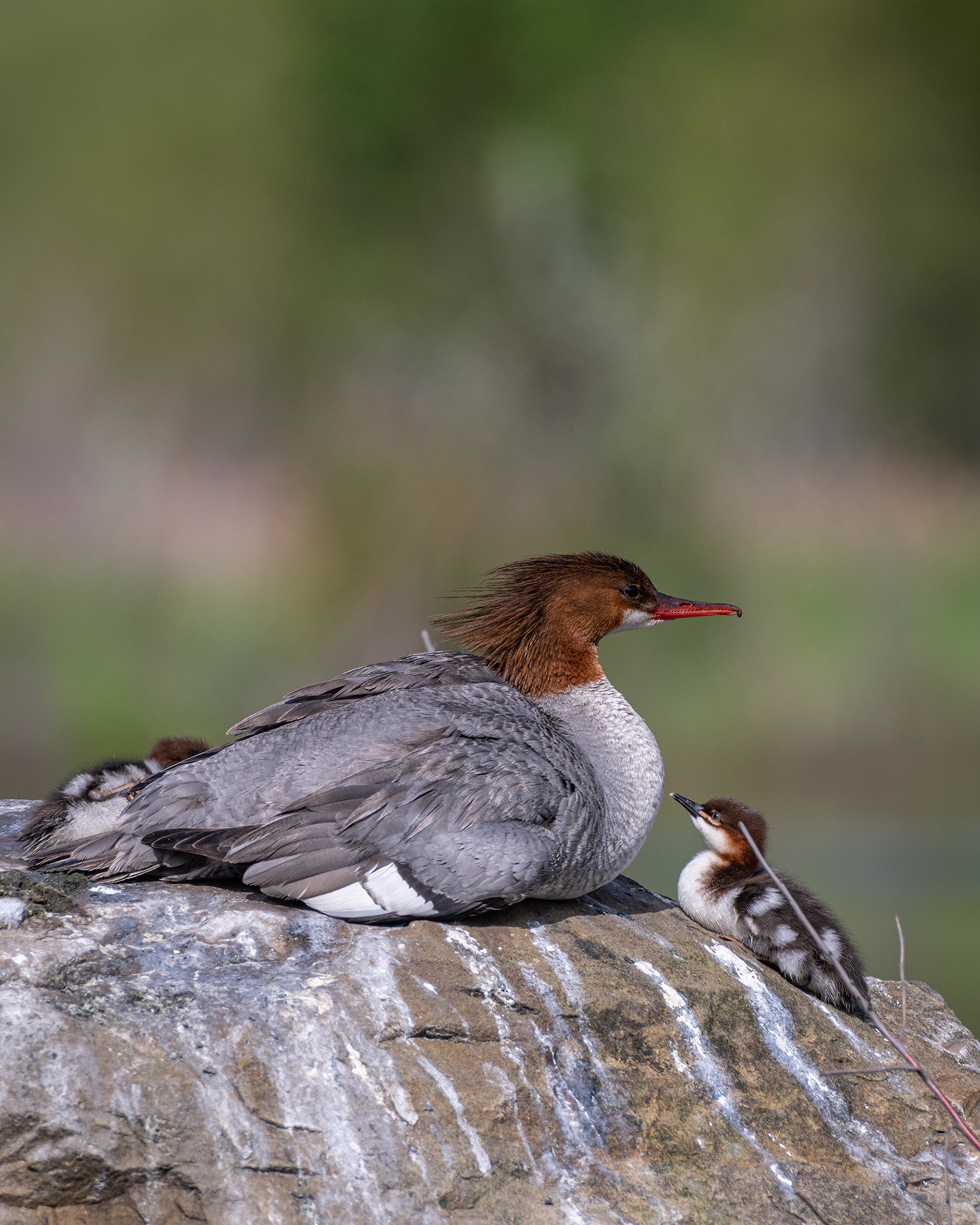 Common Mergansers, Marshall Springs ponds, Fish Creek Provincial Park, Calgary, AB