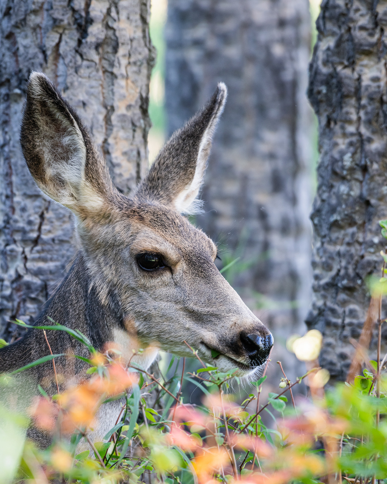 Mule Deer Doe, Marshall Spring area of Fish Creek Provincial Park, Calgary, AB - September 25th