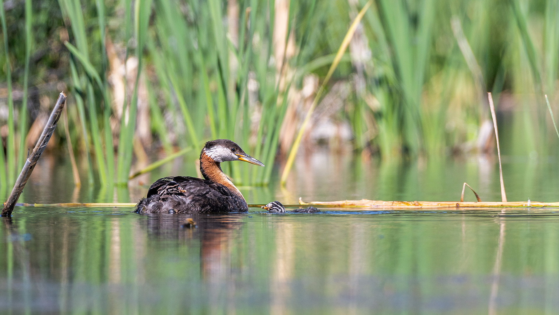 Red-necked Grebe (female) with a chick on her back and another in the water next to her, Marshall Springs - Fish Creek Prov. Park, Calgary, AB