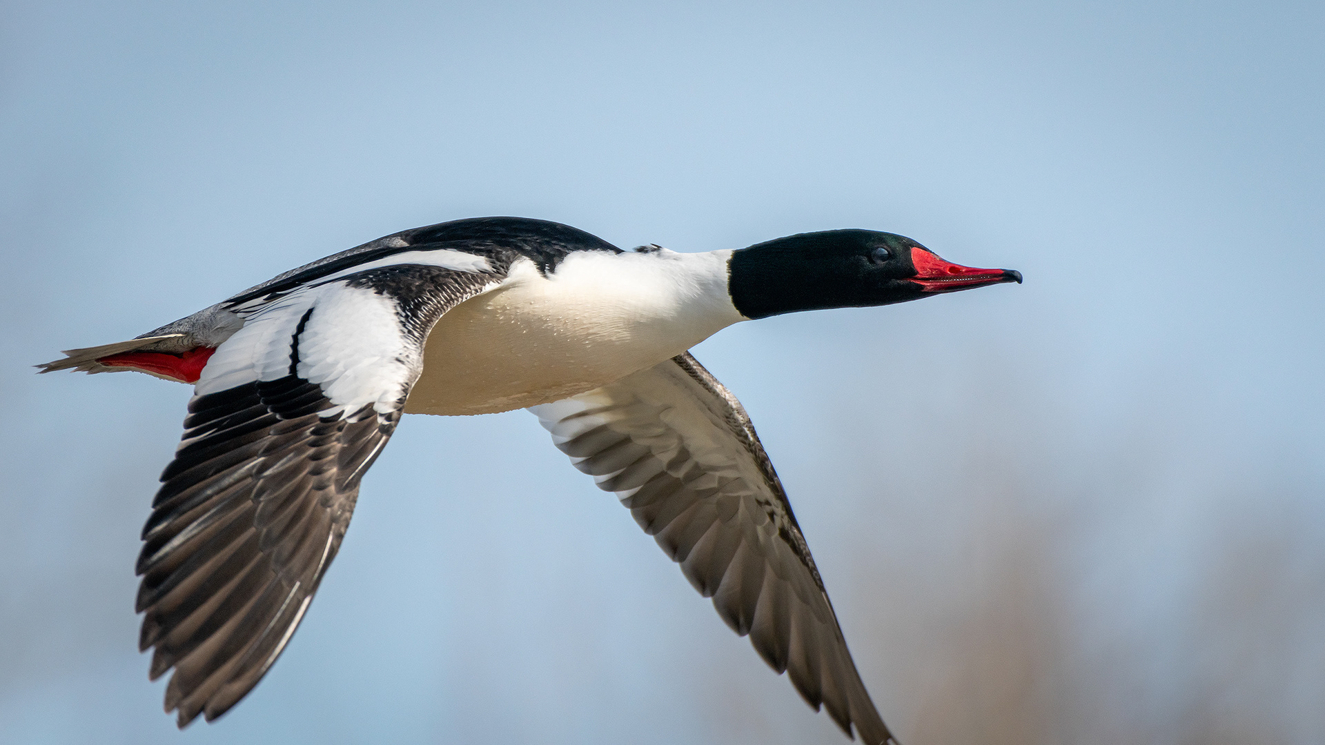 Common Merganser (male) in flight, near the Harvie Passage of the Bow River, Pearce Estate Park, Calgary, AB