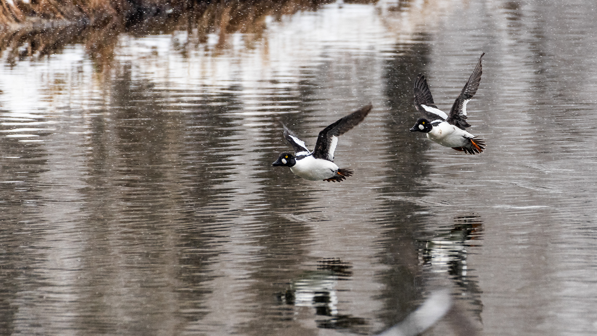 Common Goldeneyes (males) in flight at the Inglewood Bird Sanctuary & Nature Centre, Calgary, Alberta