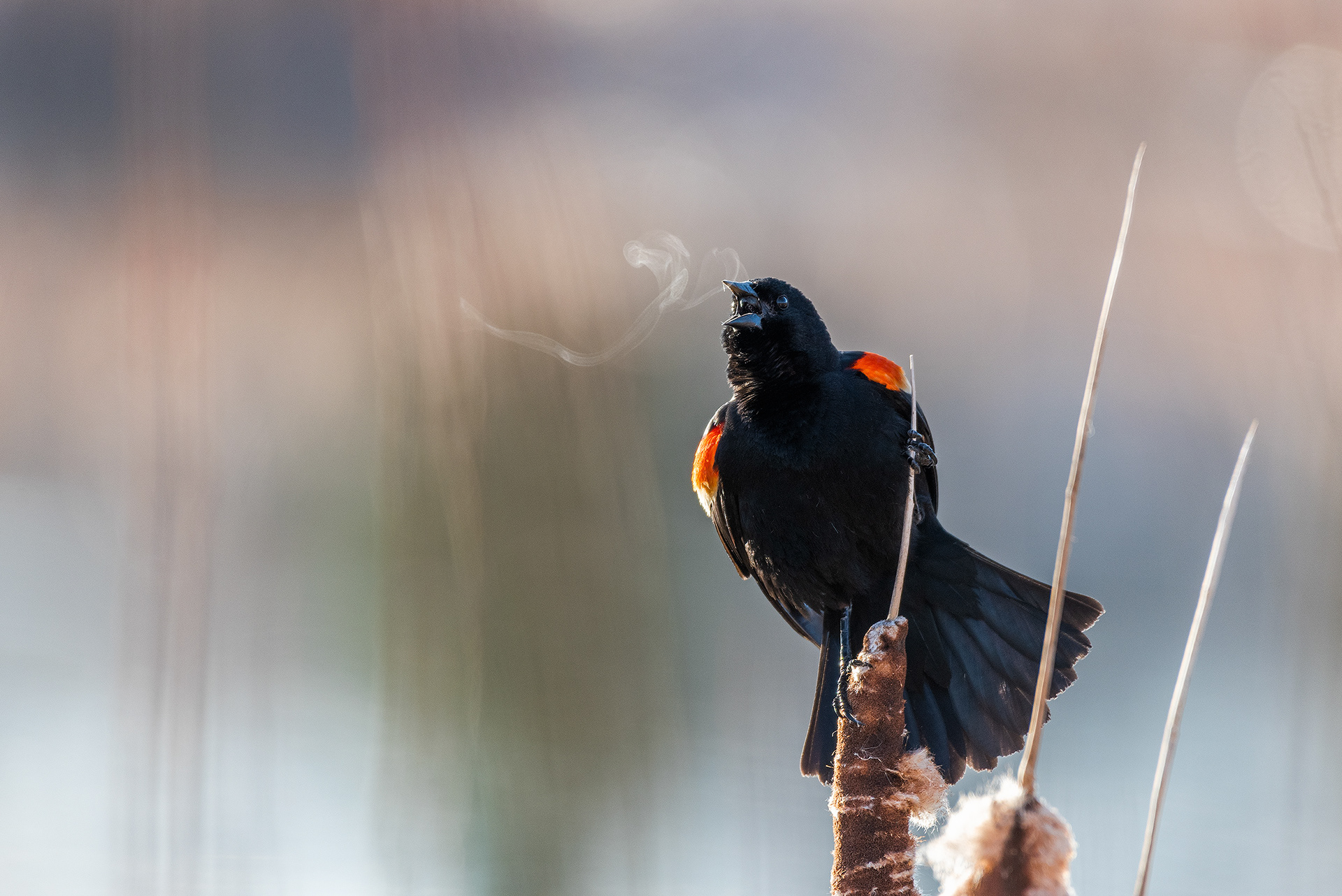 Red-winged Blackbird (male) at Burnsmead Day Use Area, Fish Creek Provincial Park, Calgary, Alberta