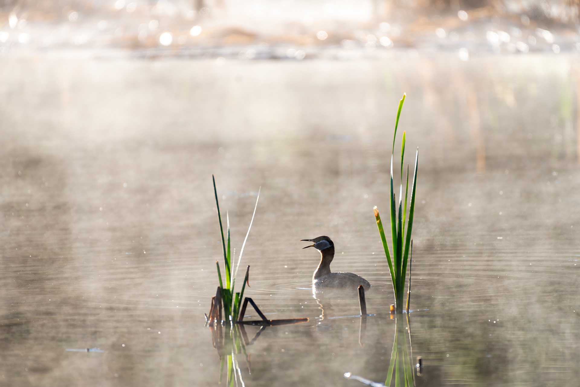Red-necked Grebe, Marshall Springs, Fish Creek Provincial Park, Calgary, Alberta