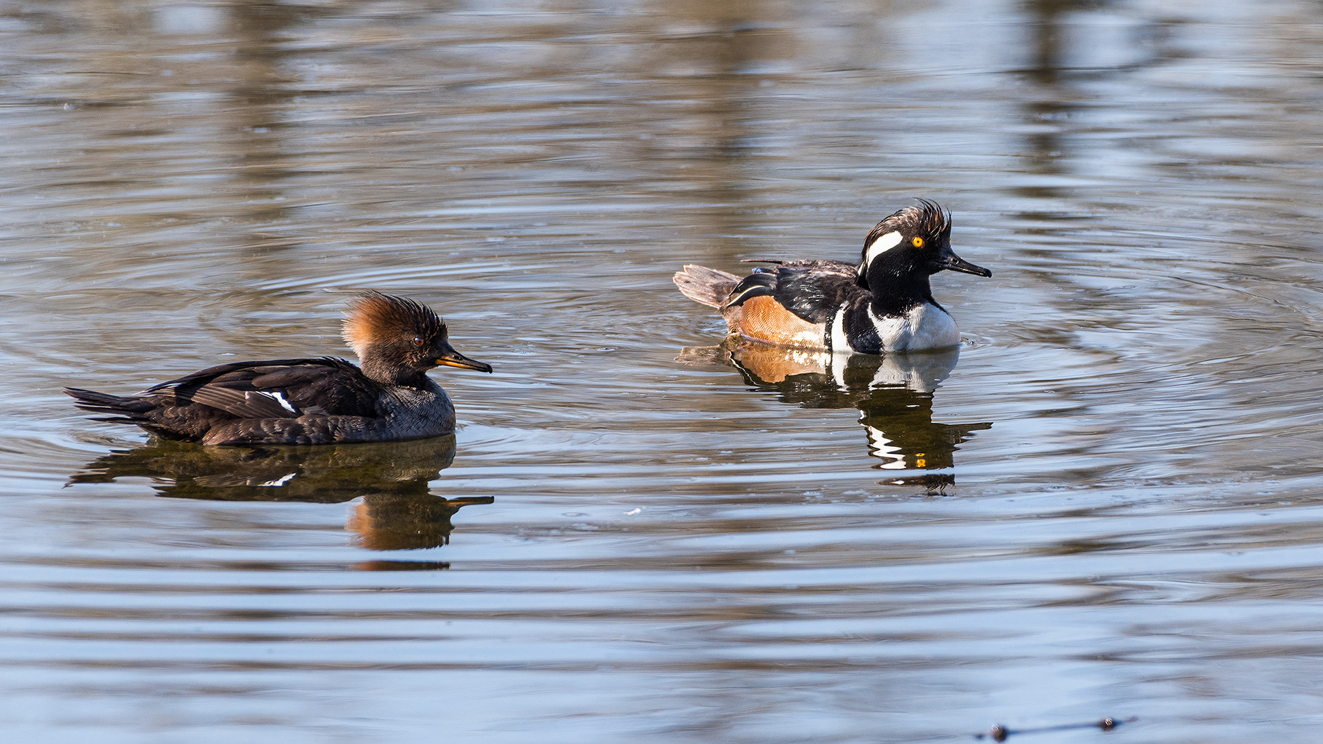 Hooded Merganser (female & male) pair at the Inglewood Bird Sanctuary & Nature Centre, Calgary, Alberta