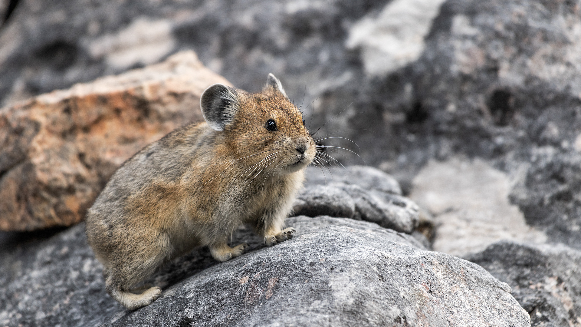 Pika, Stanley Glacier Trail, Kootenay National Park, British Columbia