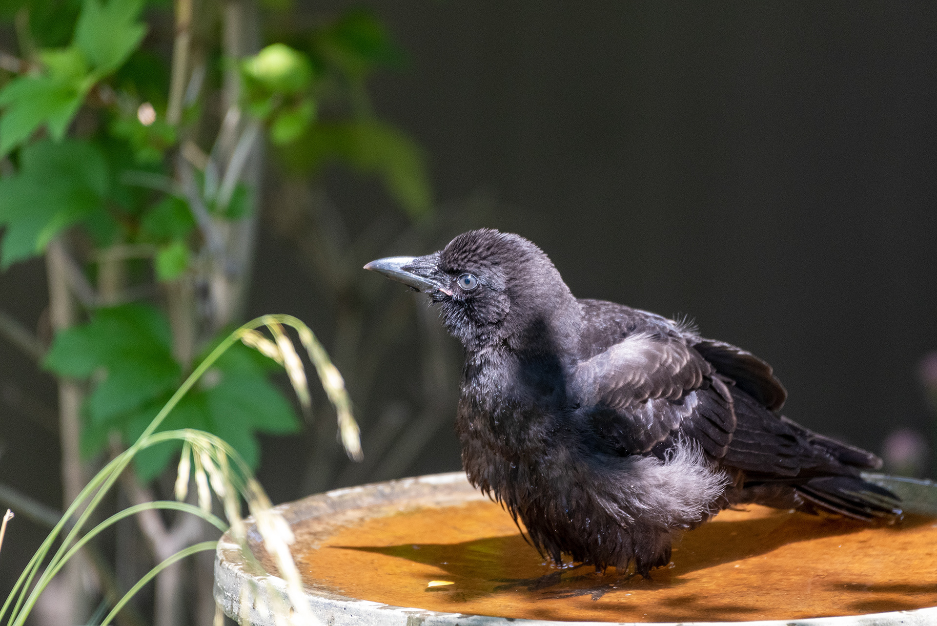 Black-billed Magpie in the birdbath