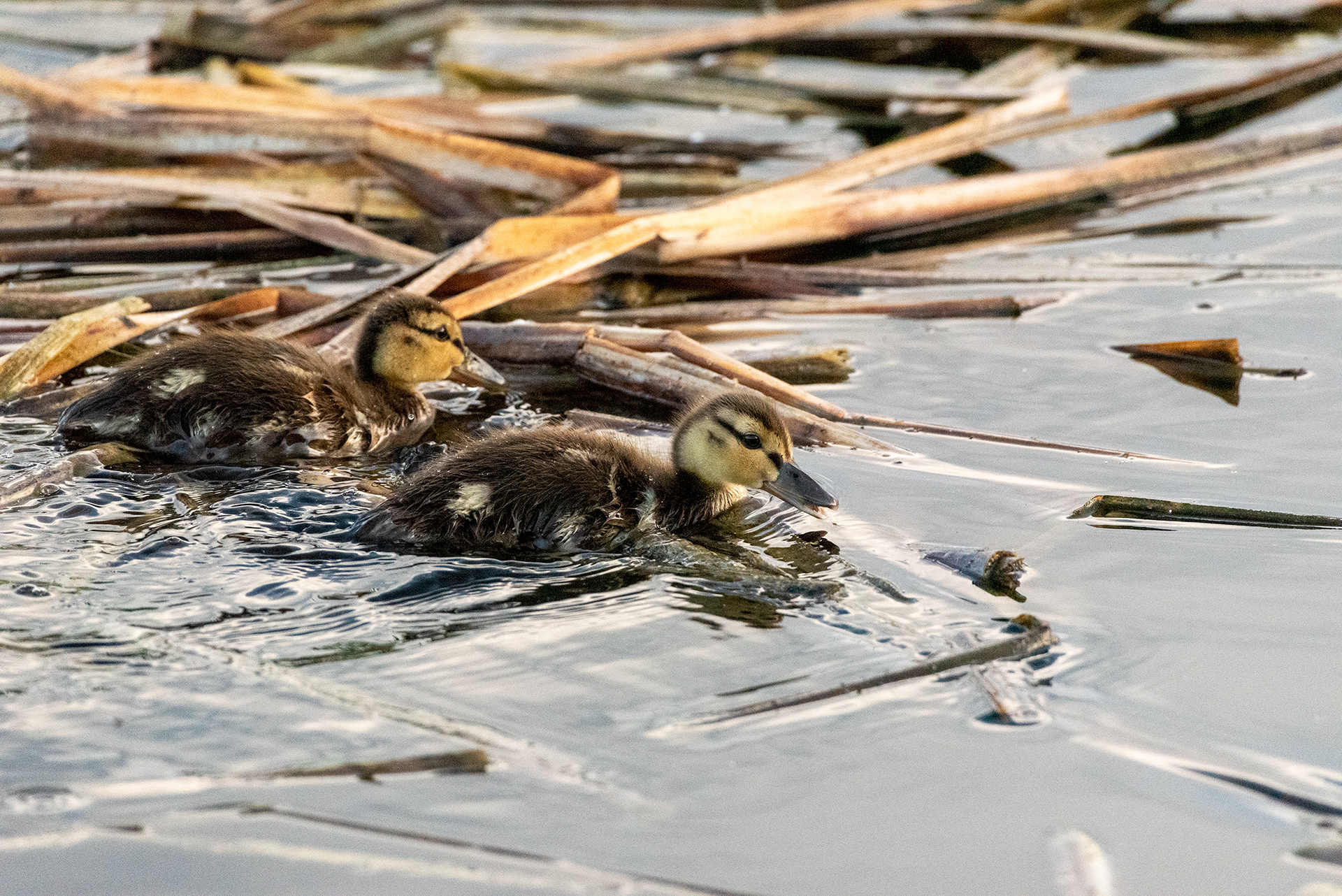 Mallard ducklings, Marshall Springs, Fish Creek Provincial Park, Calgary, Alberta