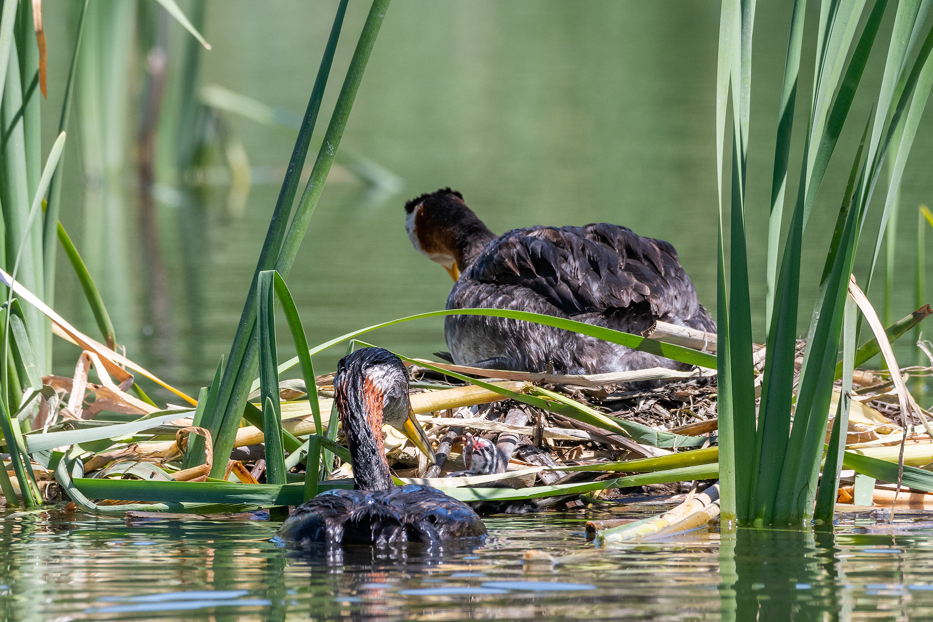 Red-necked Grebe pair at their nest with their newly hatched chick (Dad brought some food for the chick), Marshall Springs - Fish Creek Prov. Park, Calgary, AB