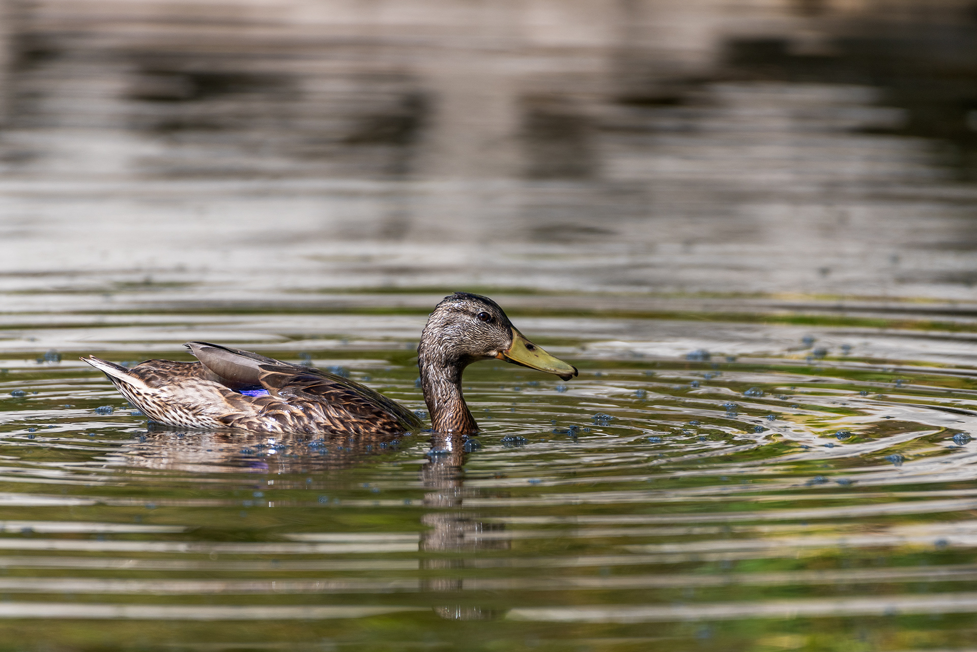 Mallard at a neighborhood pond in Evergreen