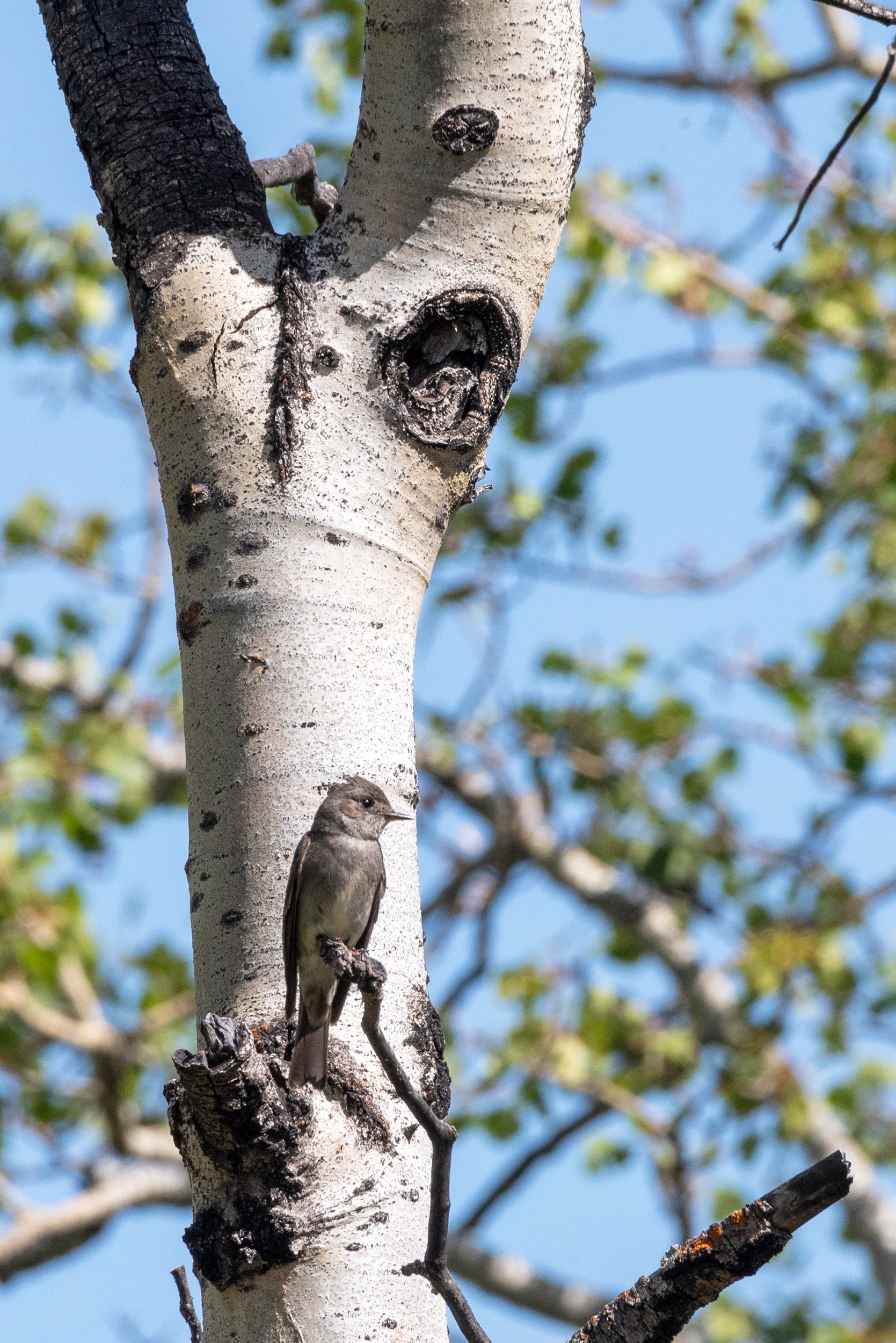 Flycatcher bird