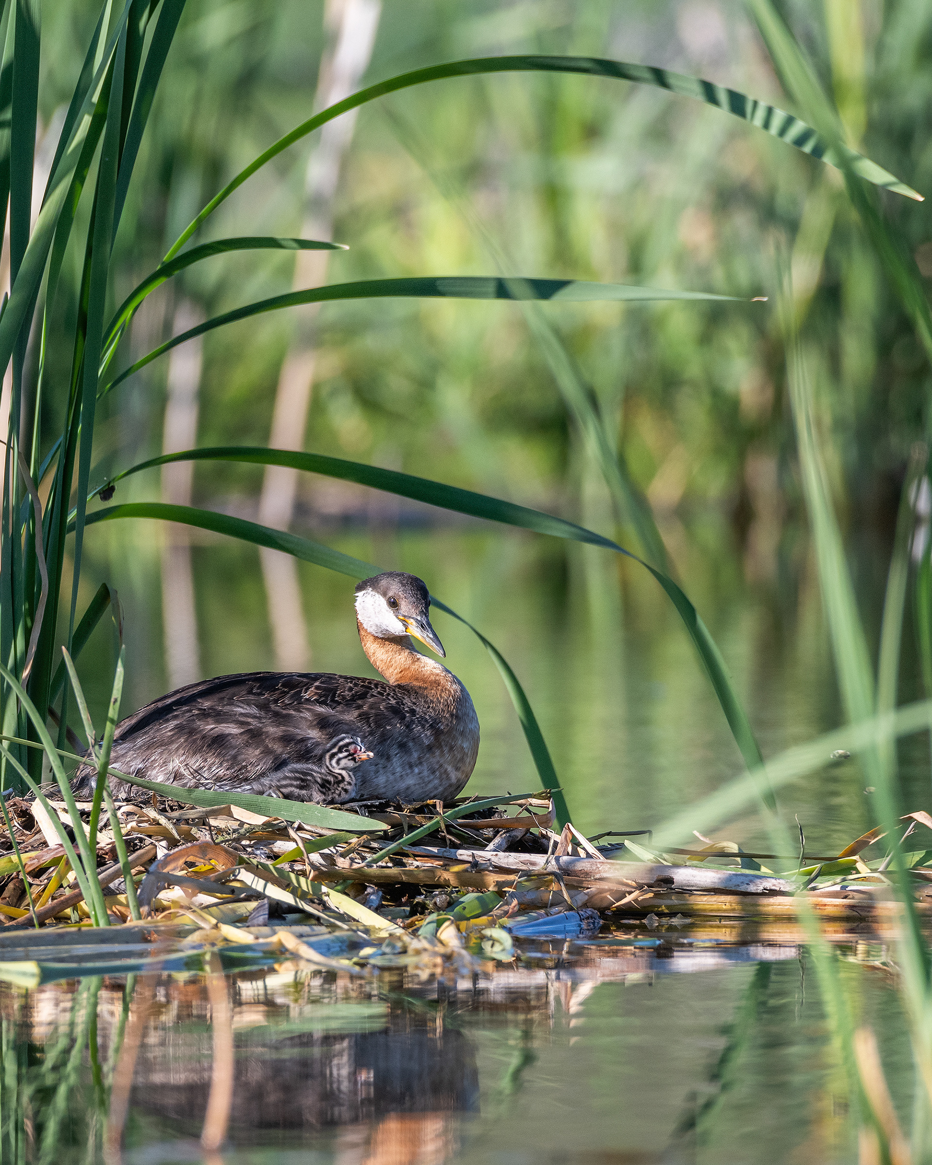 Red-necked Grebe (female) and her one day old chick at their nest, Marshall Springs - Fish Creek Prov. Park, Calgary, AB