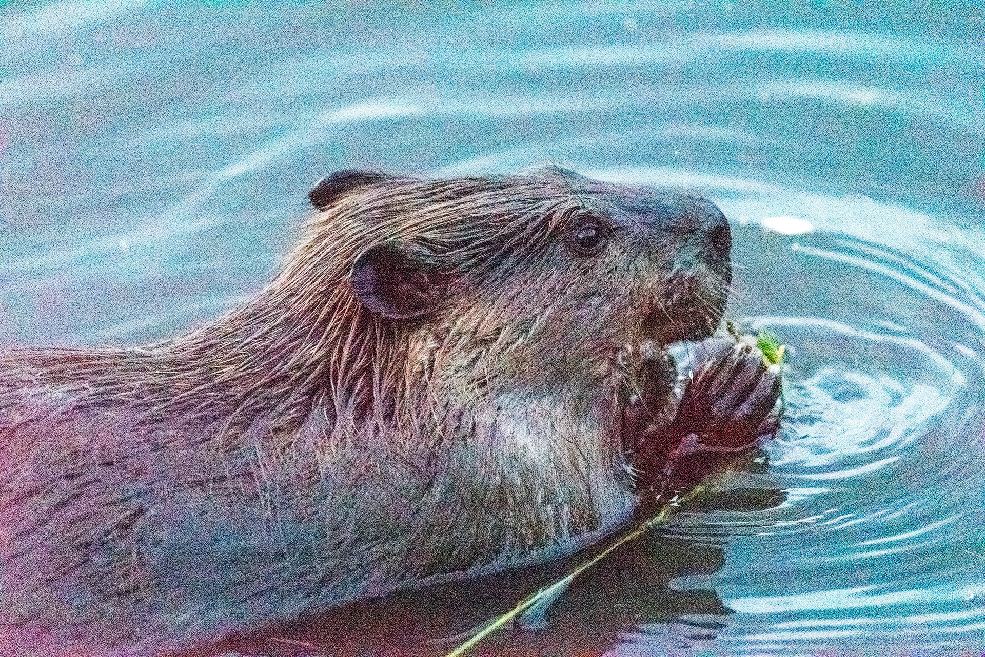 Beaver enjoying a freshly downed tree