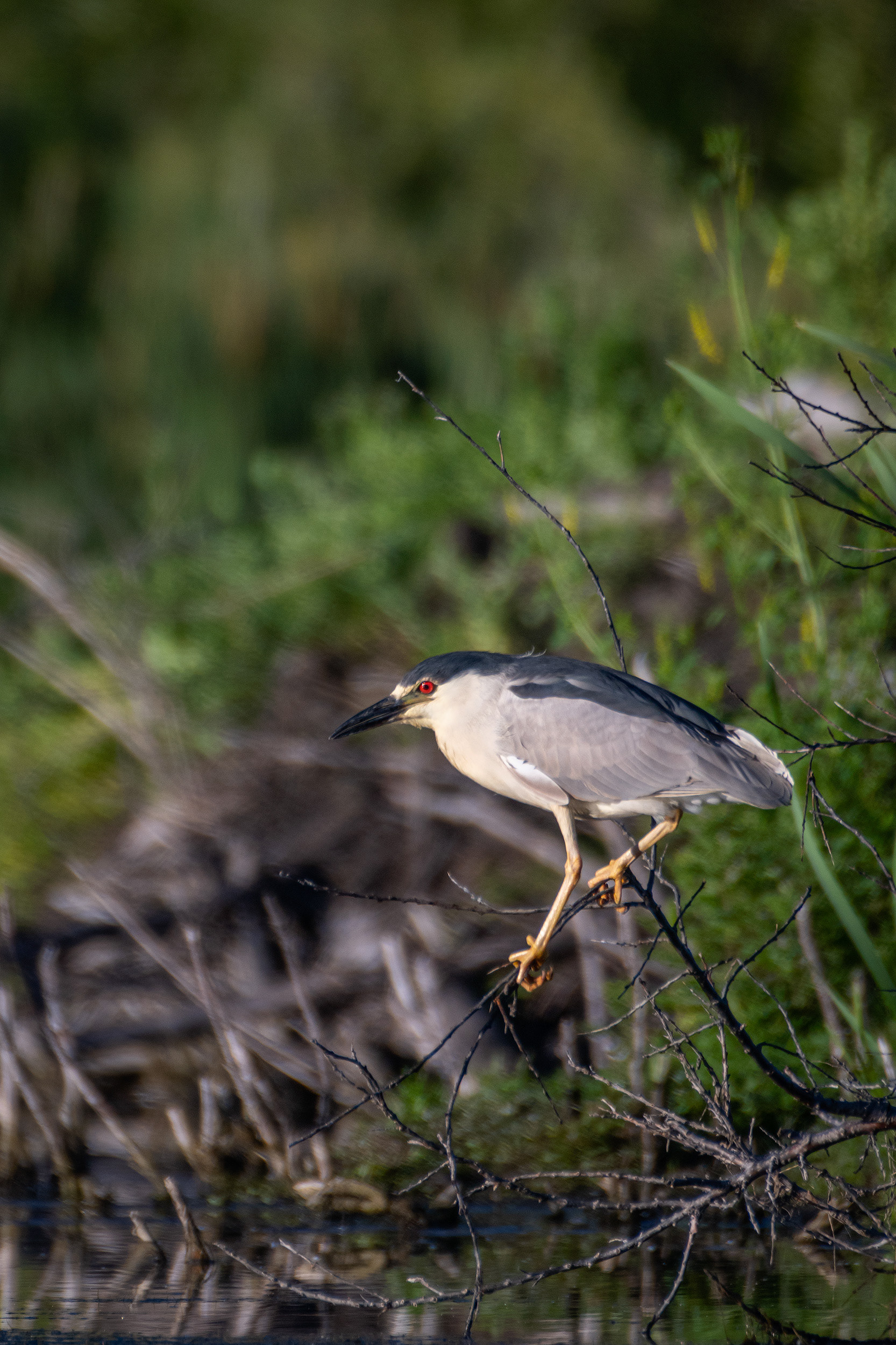 Black-crowned Night-Heron, Marshall Springs ponds, Fish Creek Provincial Park, Calgary, AB
