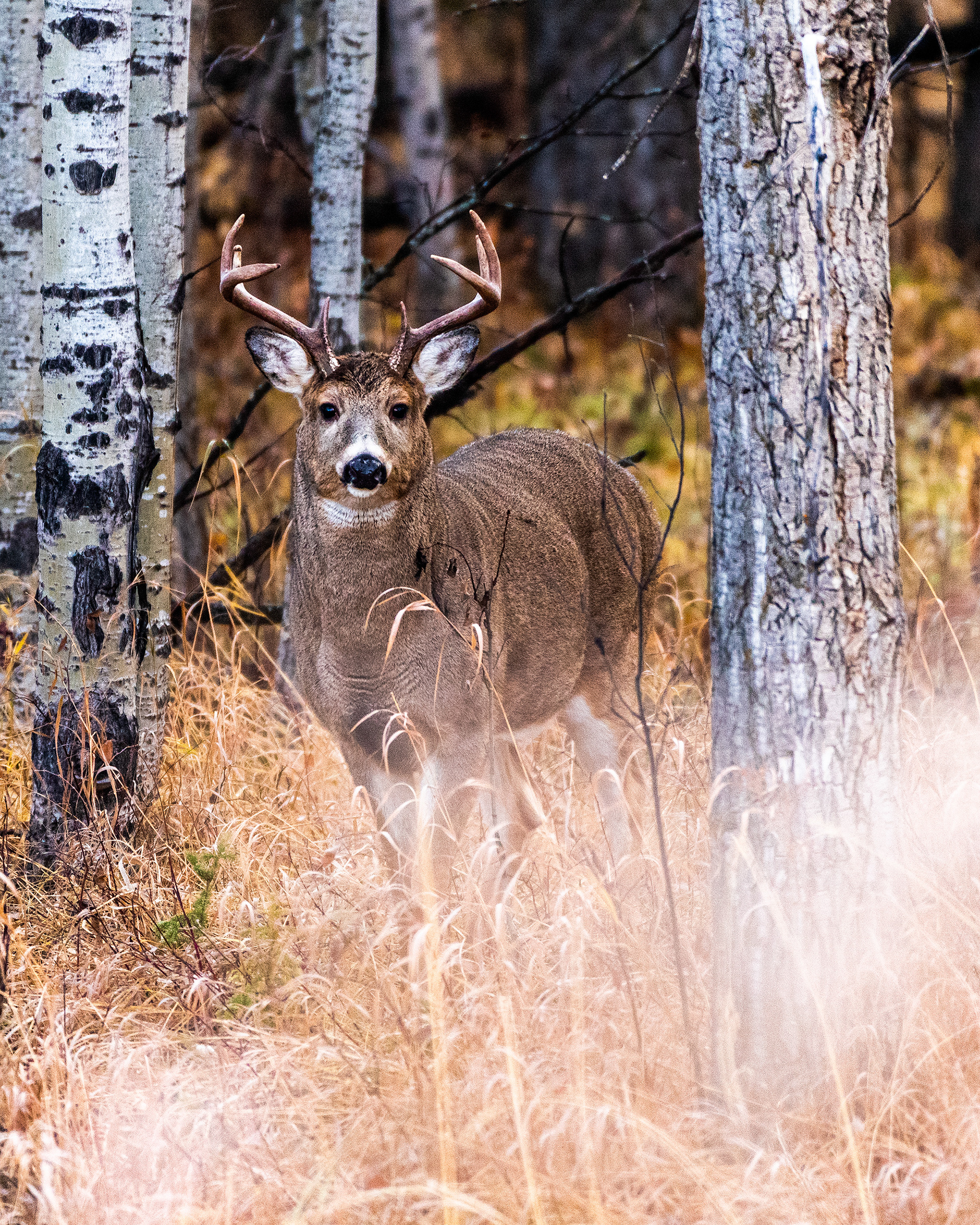 White-tailed Deer near the Marshall Springs ponds in Fish Creek Provincial Park
