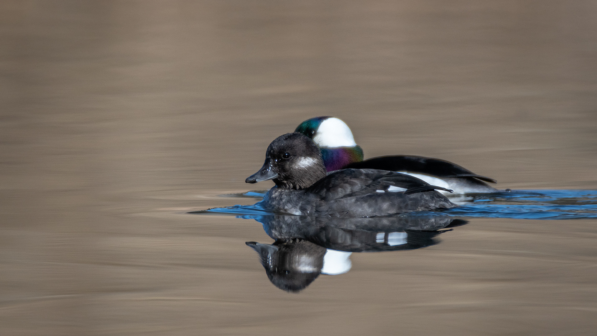 Bufflehead pair, Marshall Springs, Fish Creek Provincial Park, Calgary, AB