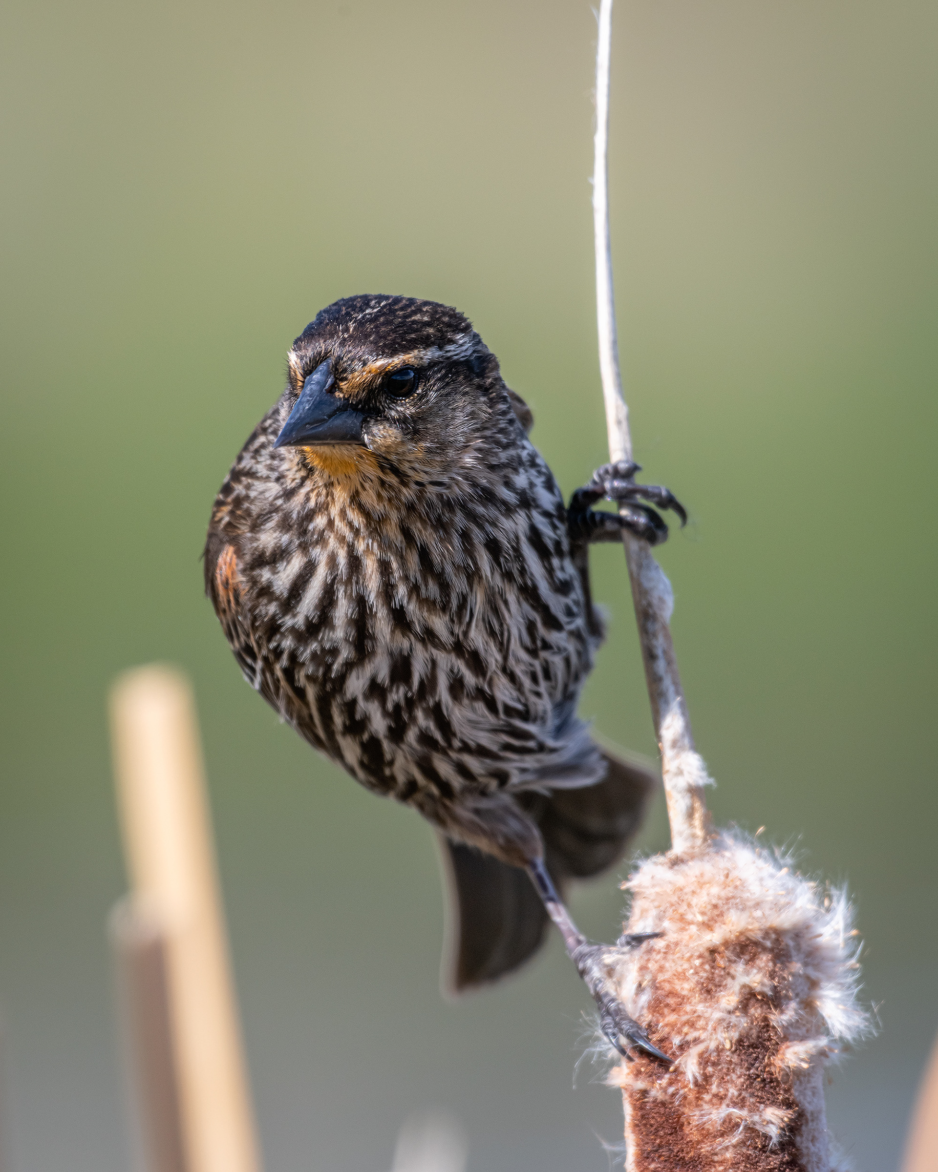 Red-winged Blackbird (female), Marshall Springs ponds, Fish Creek Provincial Park, Calgary, AB