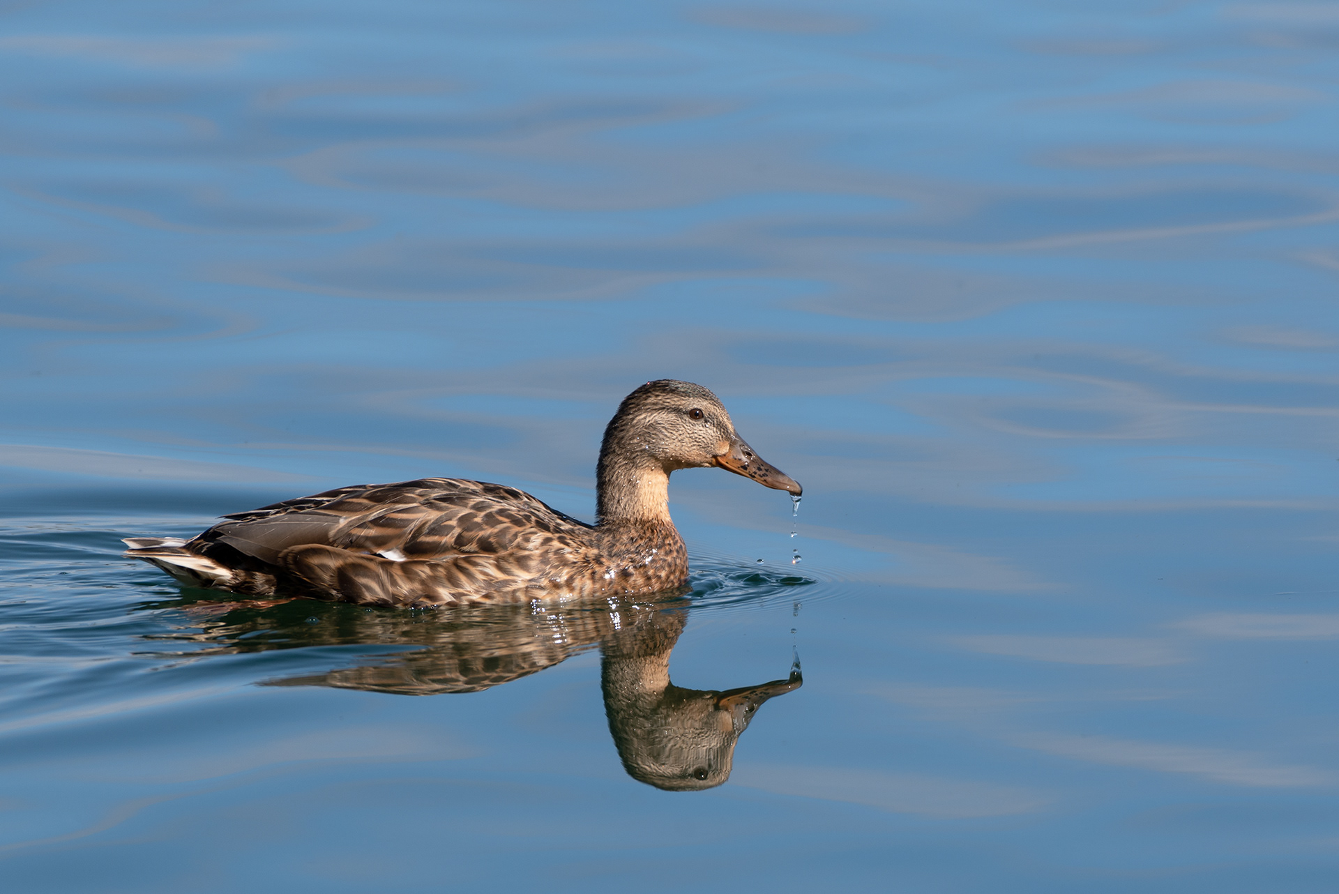 Mallard