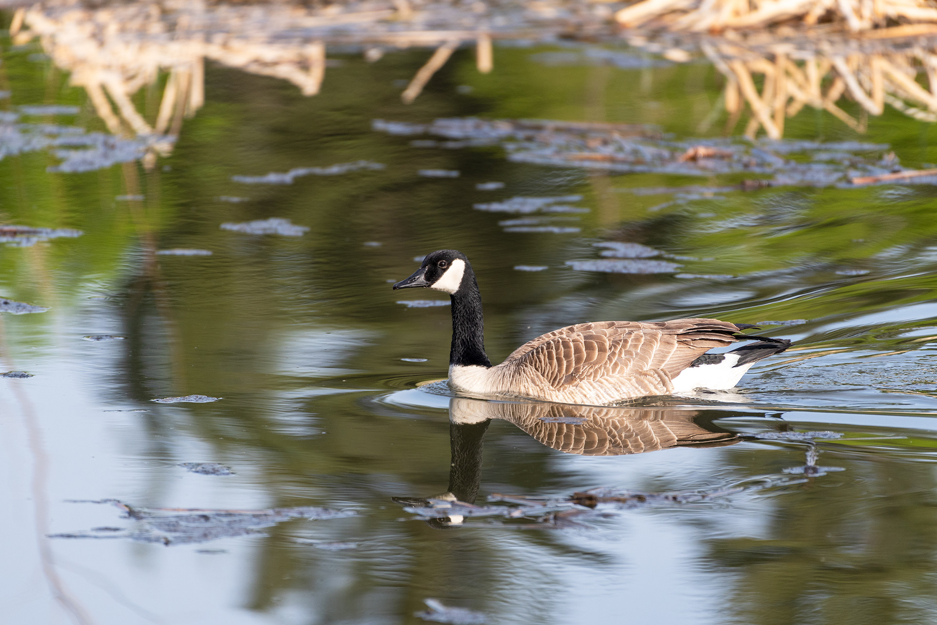 Canada Goose, Marshall Springs, Fish Creek Provincial Park, Calgary, Alberta