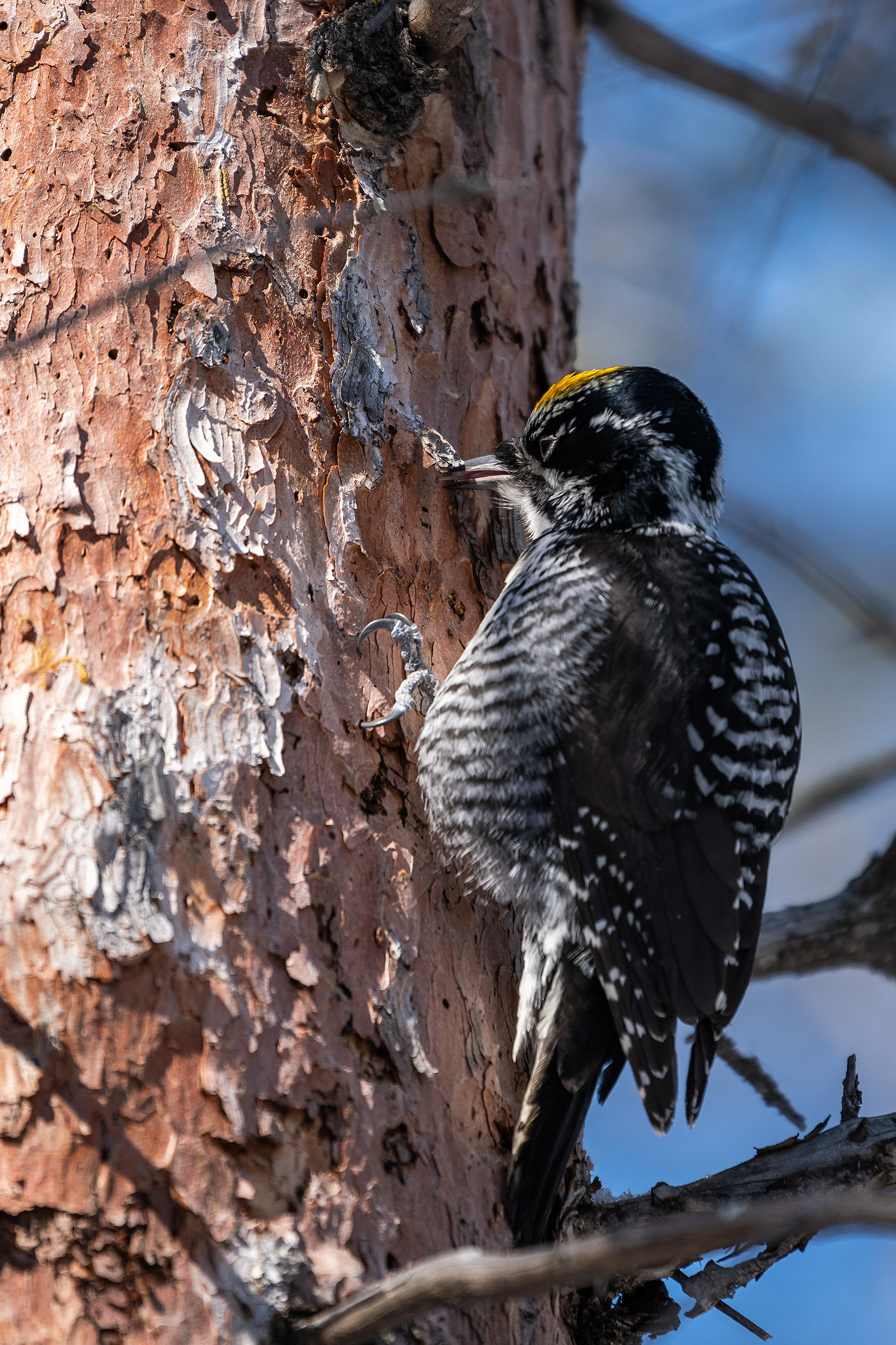 Three-toed Woodpecker (male), near the Marshall Springs area of Fish Creek Provincial Park, Calgary, AB