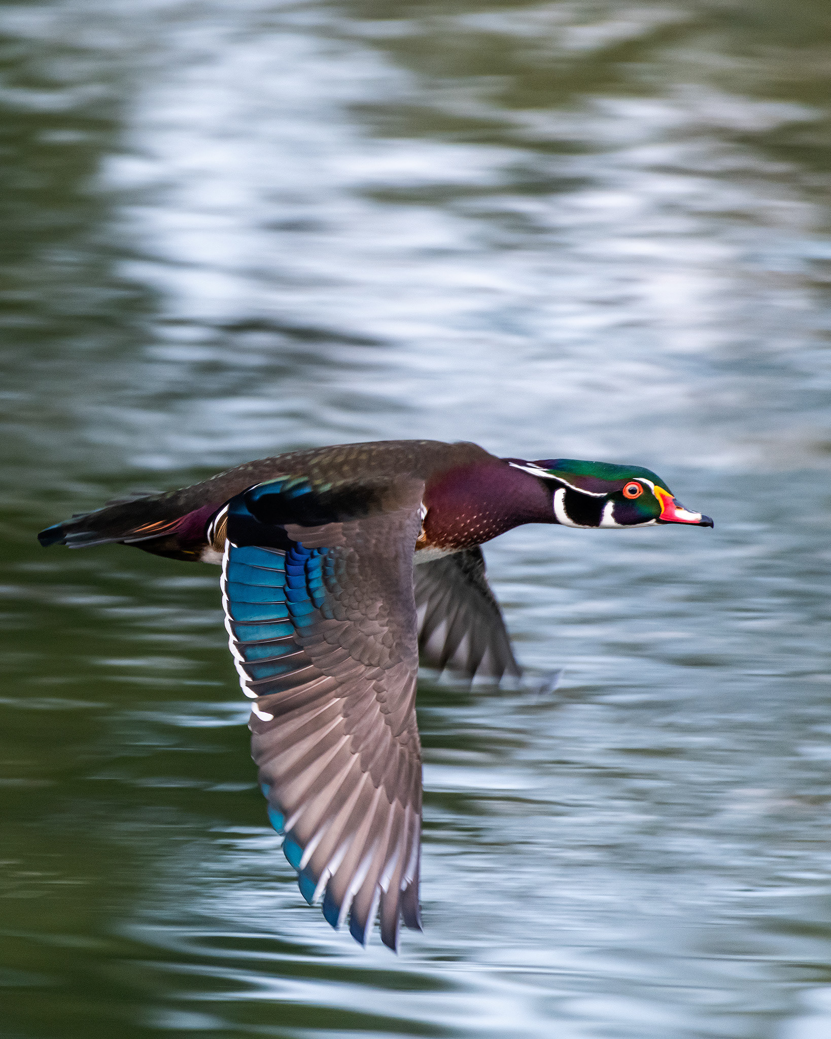 Wood Duck drake (in flight), Inglewood Bird Sanctuary & Nature Centre, Calgary, AB - September 16th
