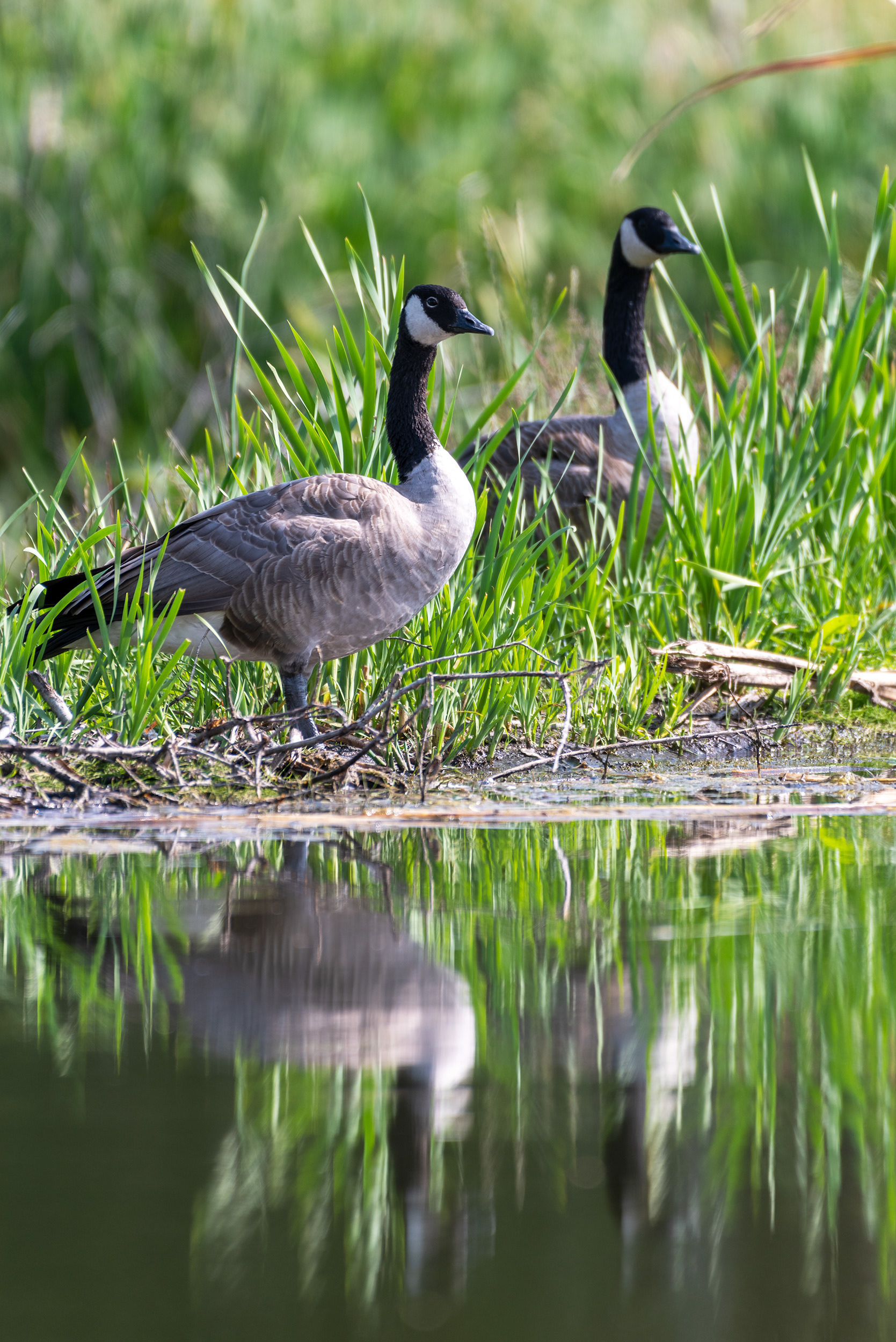 Two Canada Geese at the Marshall Springs ponds in Fish Creek Provincial Park