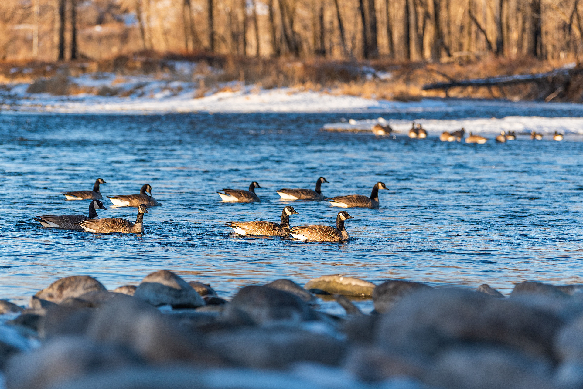 Canada Geese on the Bow River near Carburn Park, Calgary, AB