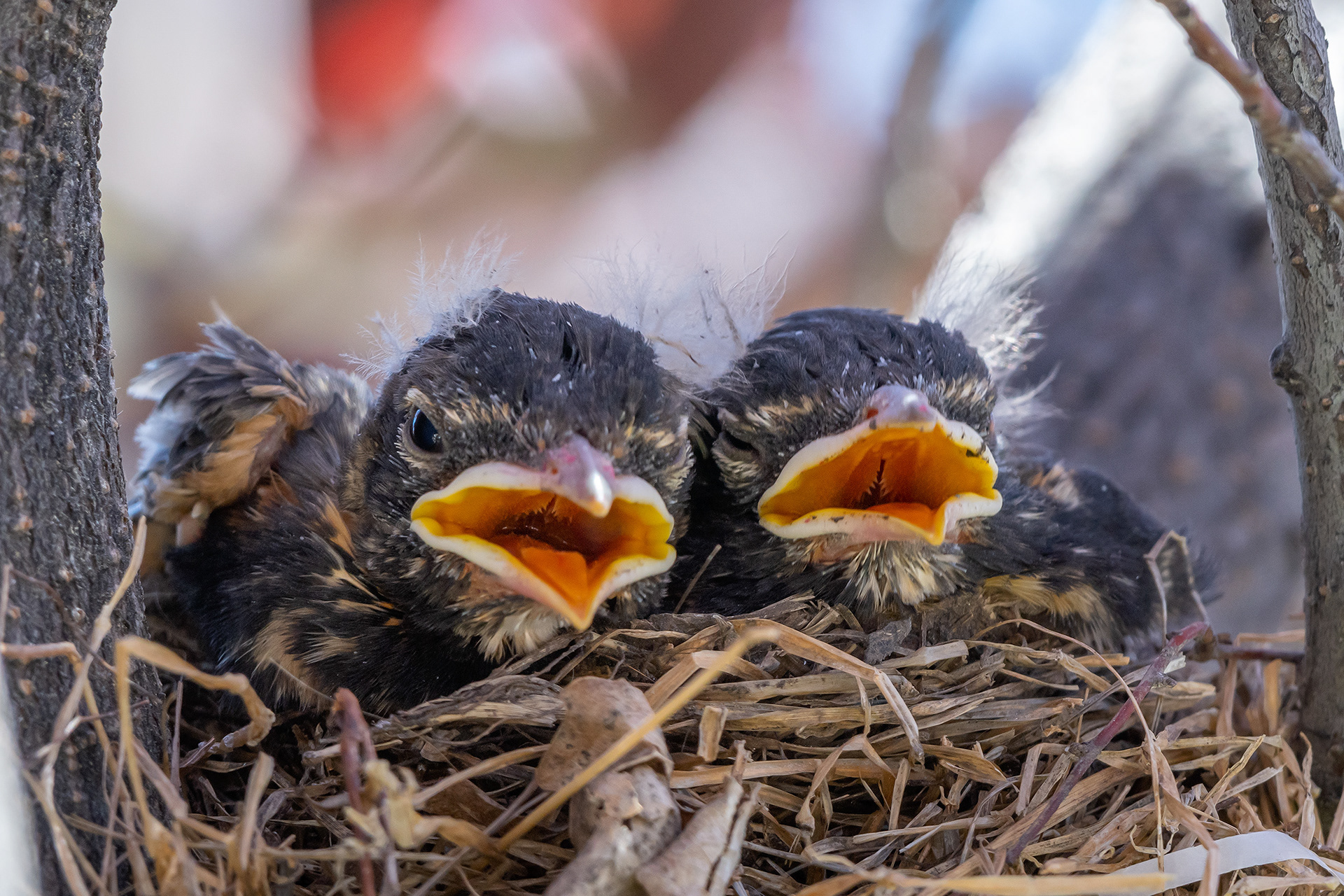 American Robin hatchlings, Bridlewood, Calgary, AB