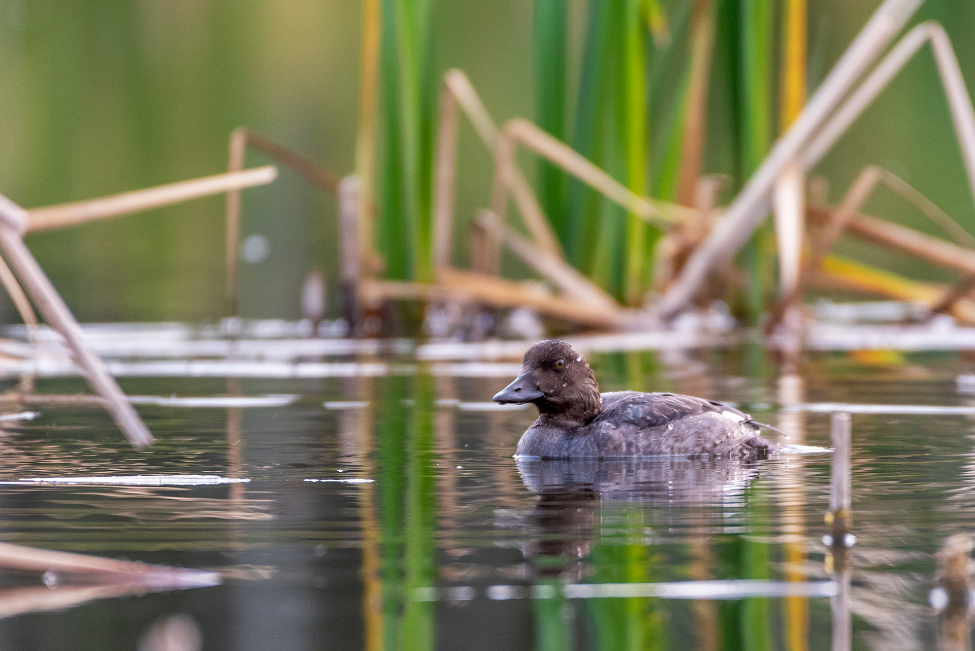 Duck (unknown type) at the Marshall Springs ponds in Fish Creek Provincial Park