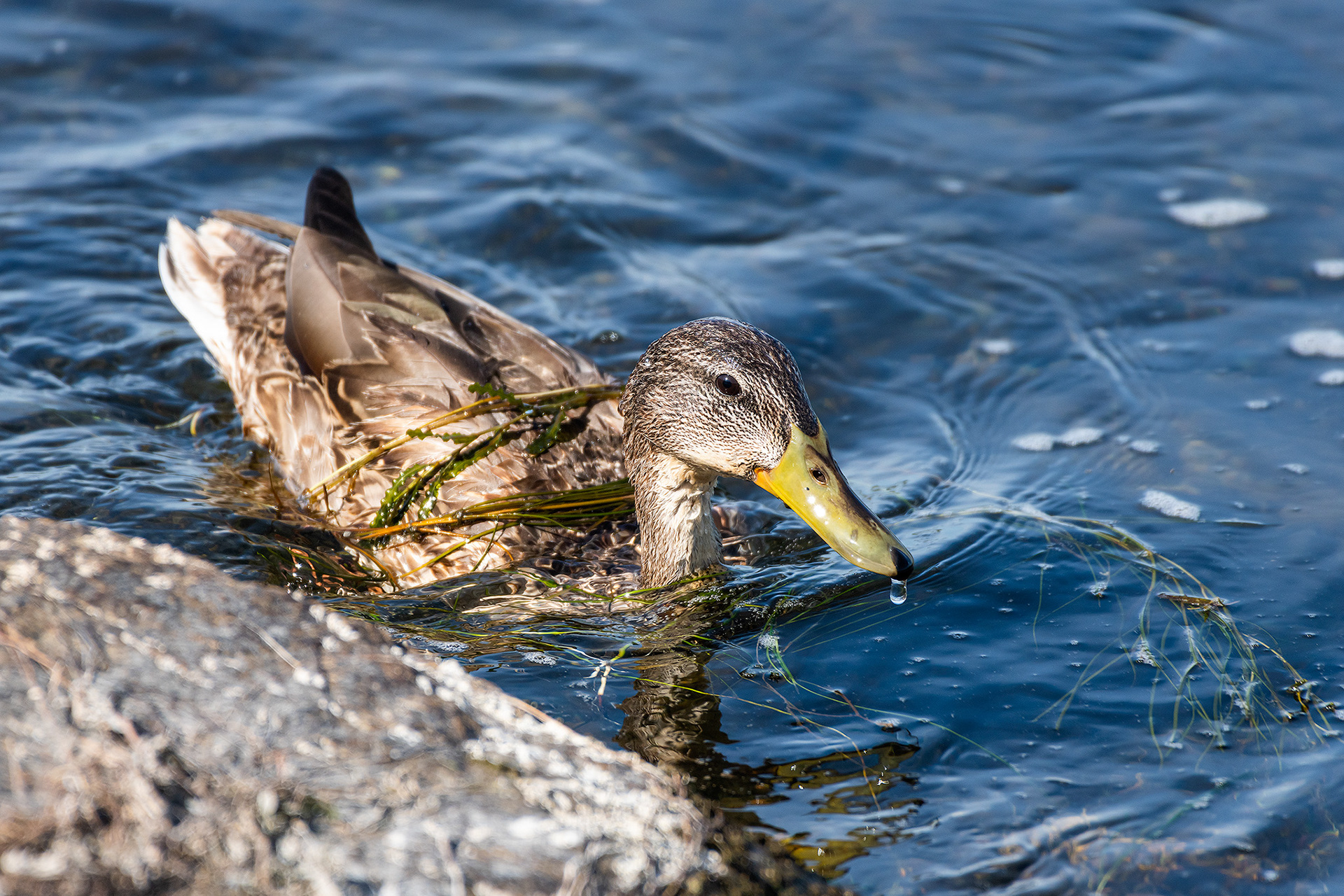 Mallard hen, Bow River, Calgary, AB - September 17th
