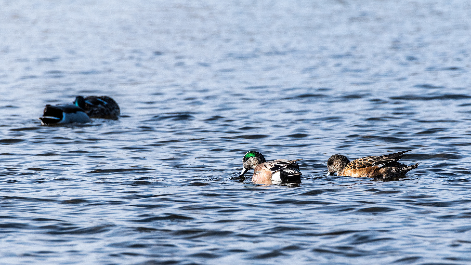 American Wigeon pair on the Bow River near Carburn Park, Calgary, AB