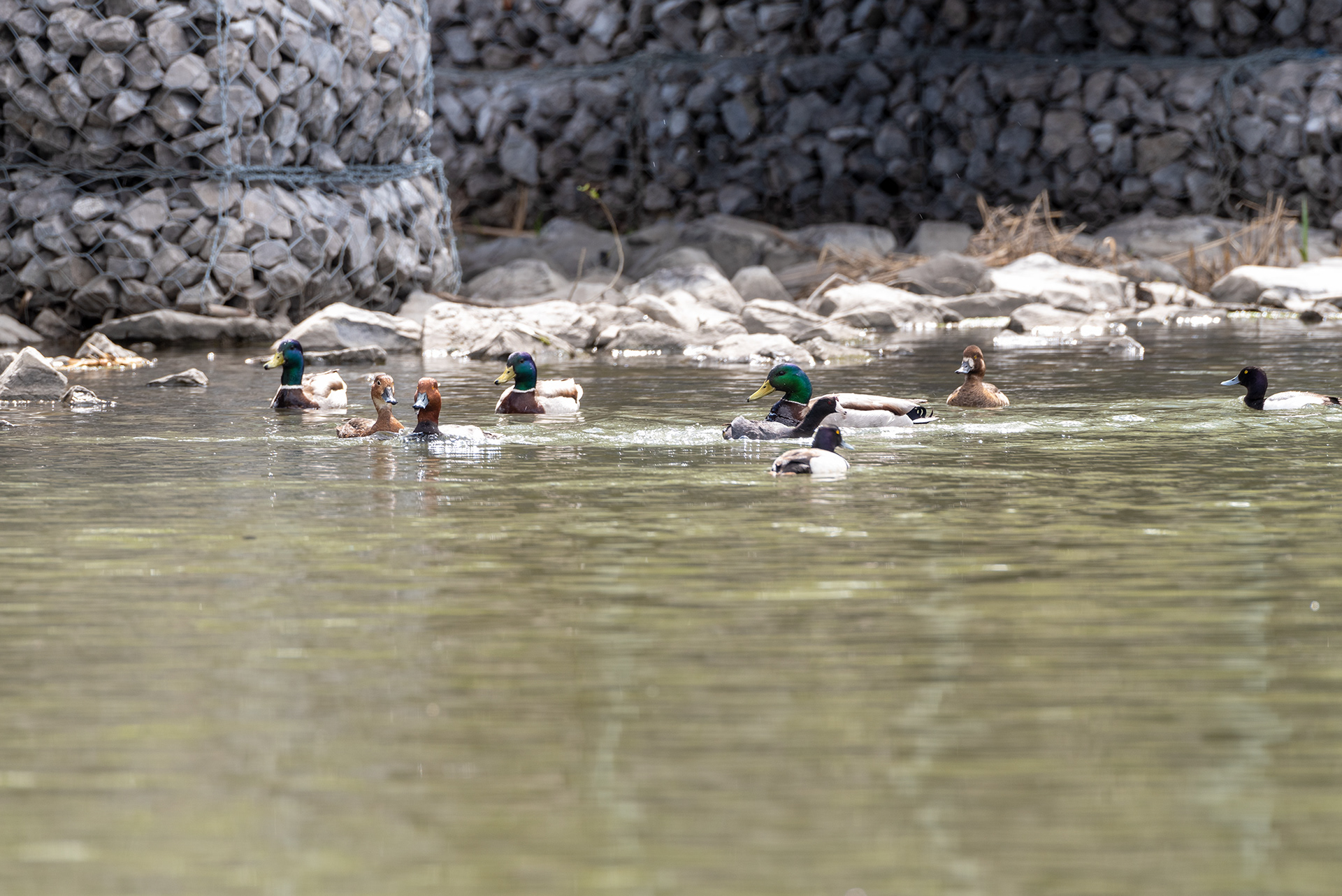 Redhead pair, Lesser Scaup pair, another Greater Scaup, Mallards, American Coot, Bridlewood Wetlands Park, Calgary, Alberta