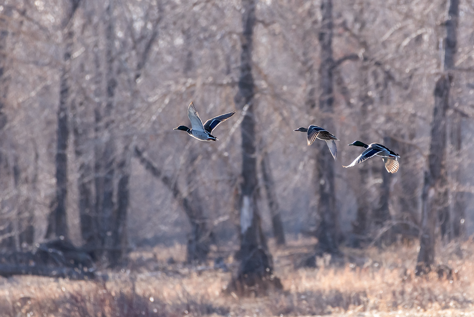 Mallards (2 male, 1 female) in flight at the Bow River near Carburn Park, Calgary, AB