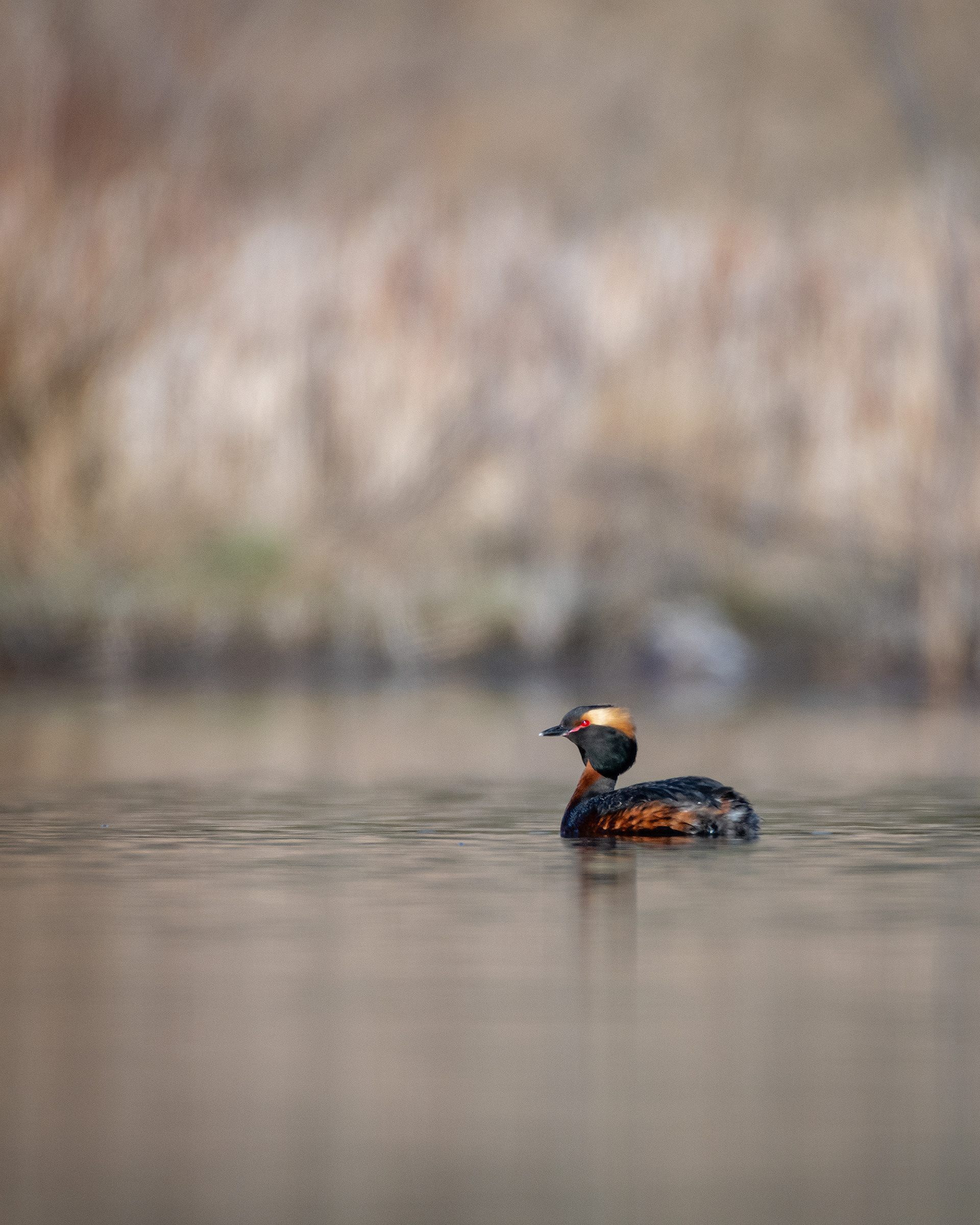 Horned Grebe, Marshall Springs, Fish Creek Provincial Park, Calgary, AB
