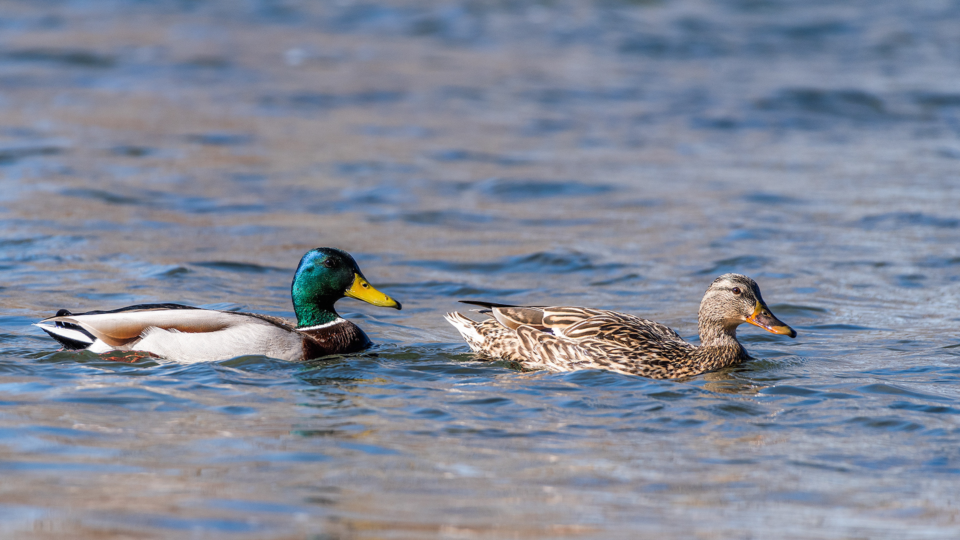Mallard pair on the Bow River near Carburn Park, Calgary, AB