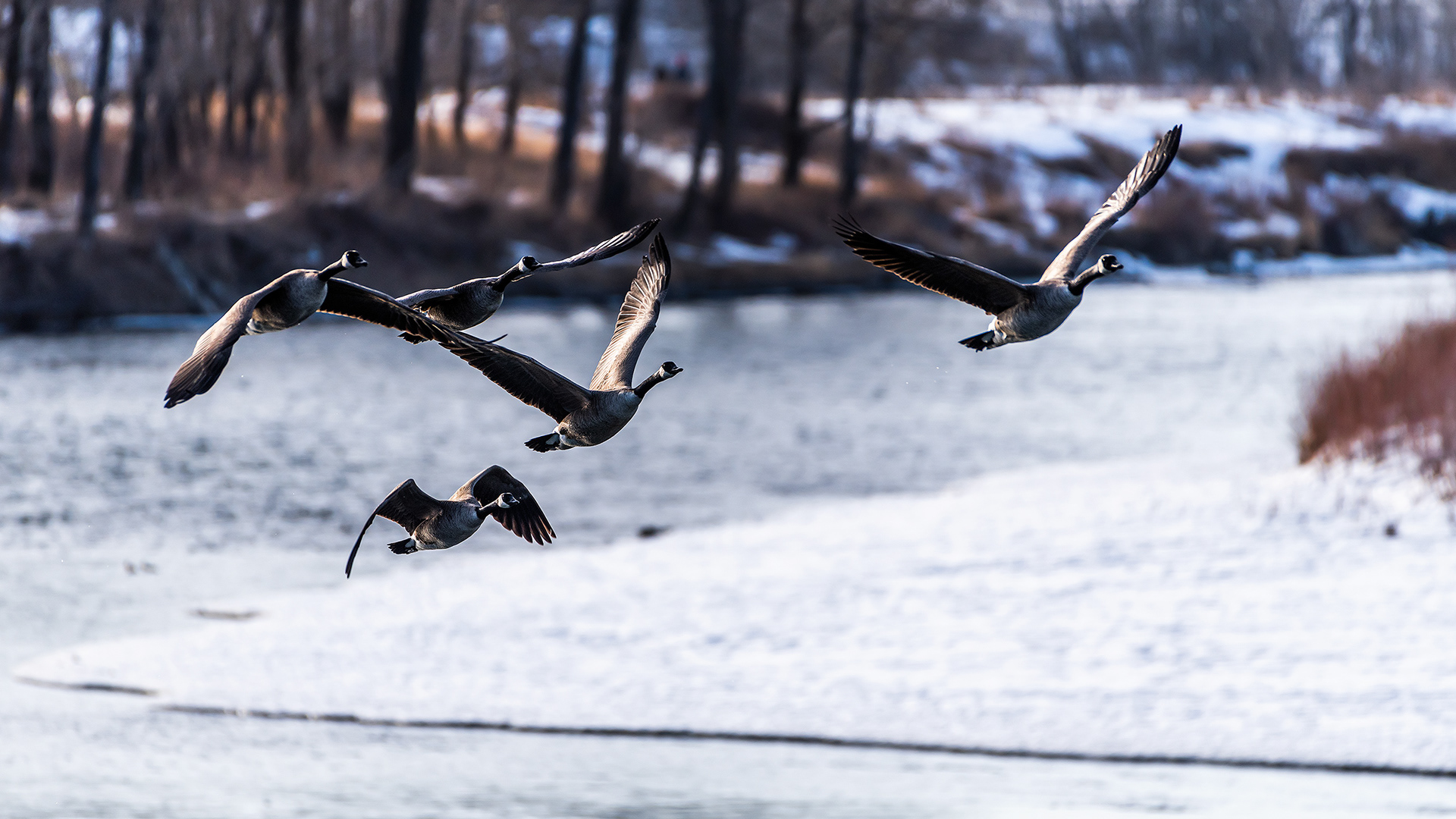 Canada Geese (in flight) near Carburn Park, Calgary, AB