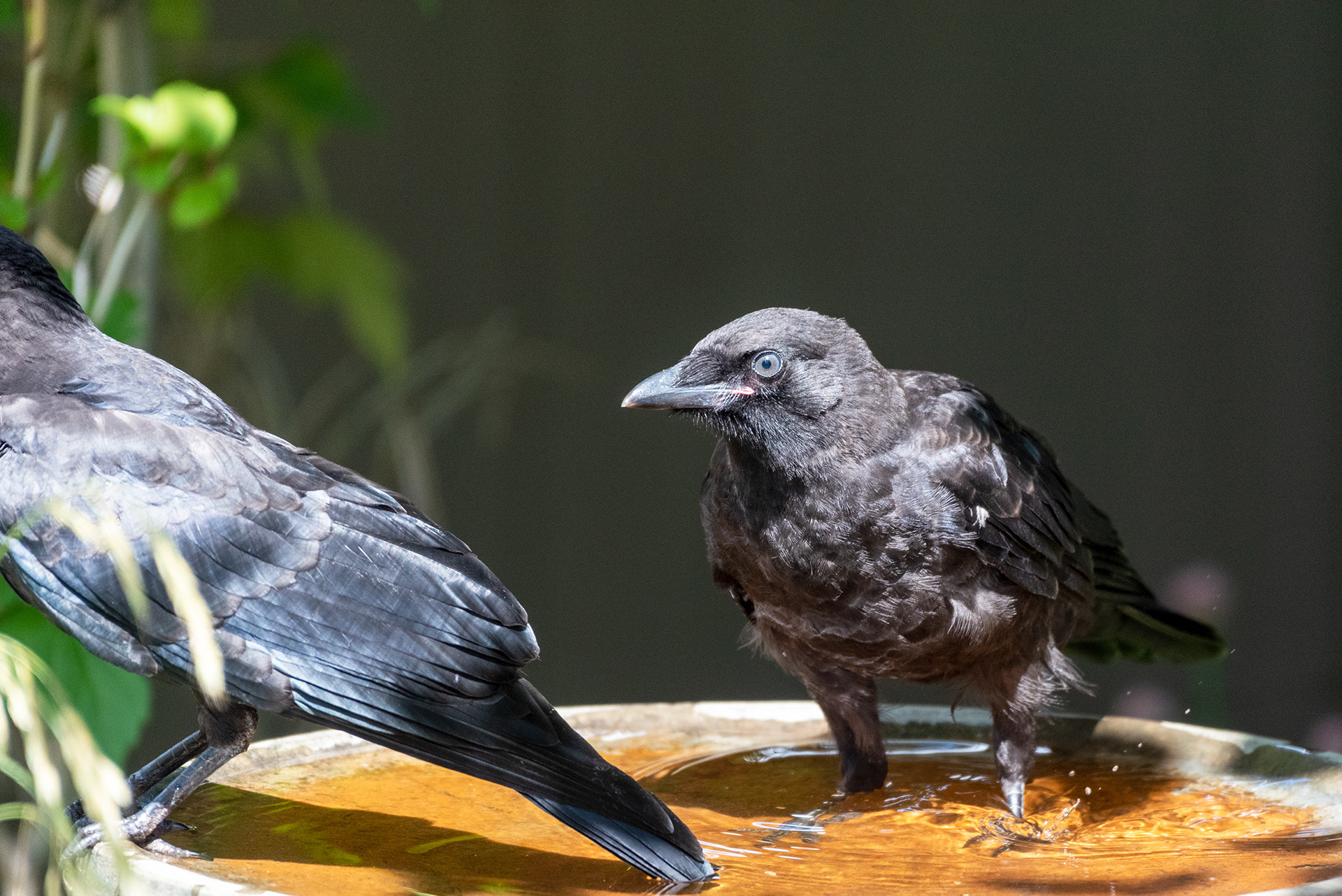 Black-billed Magpies at the birdbath