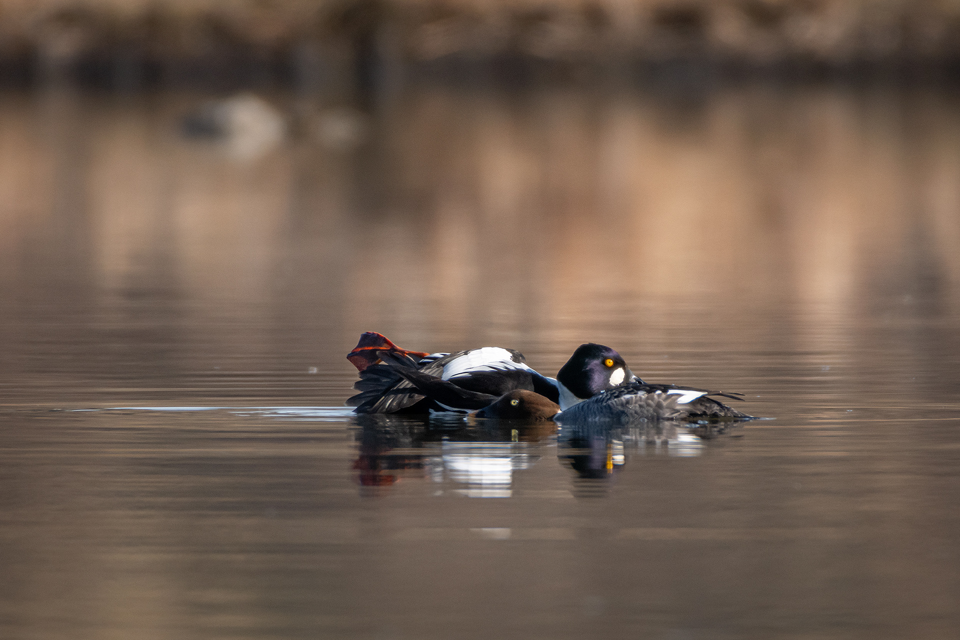 Common Goldeneye pair, Marshall Springs, Fish Creek Provincial Park, Calgary, AB