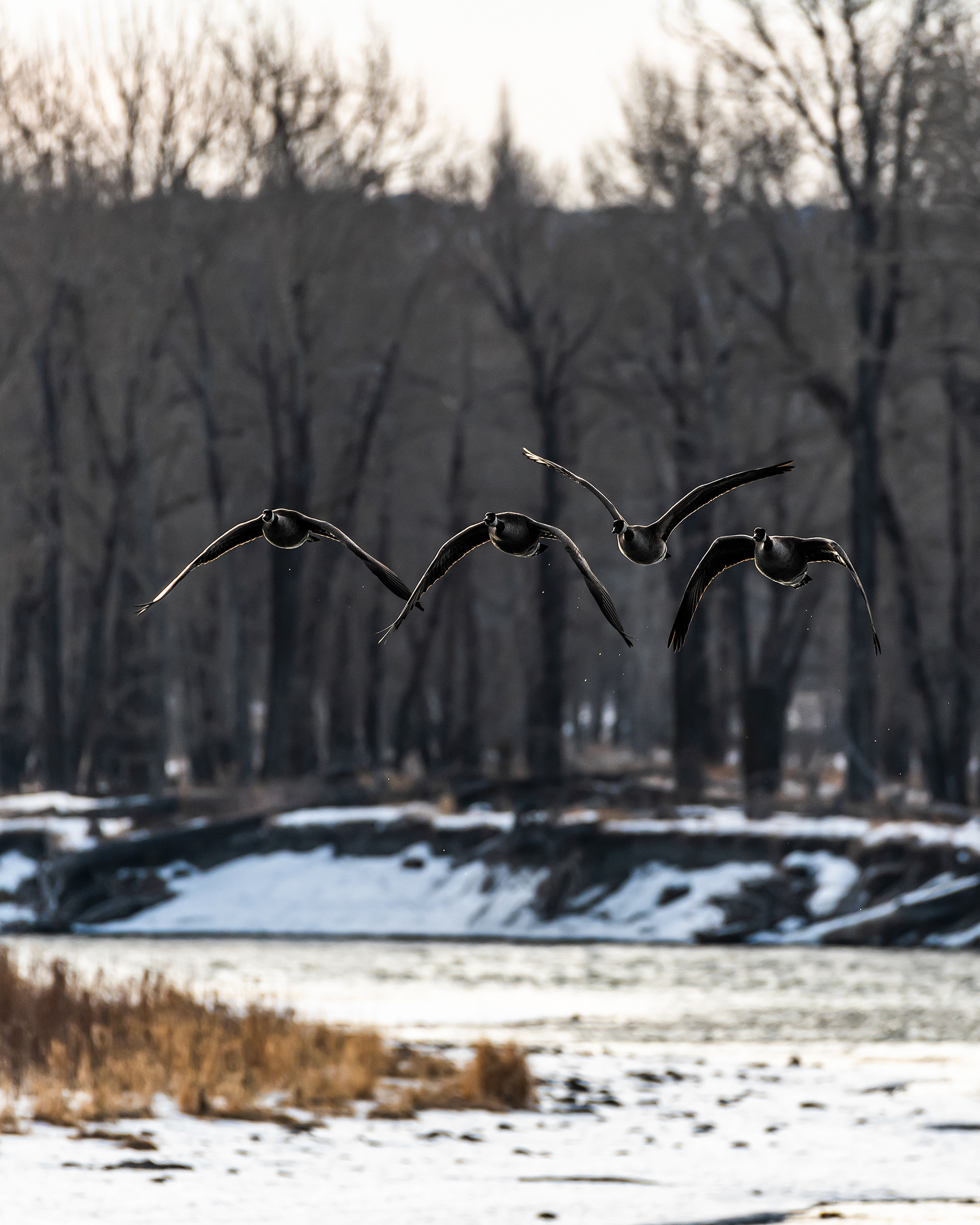 Canada Geese, 2 pair (in flight), near Mallard Point, Fish Creek Prov. Park, Calgary, AB