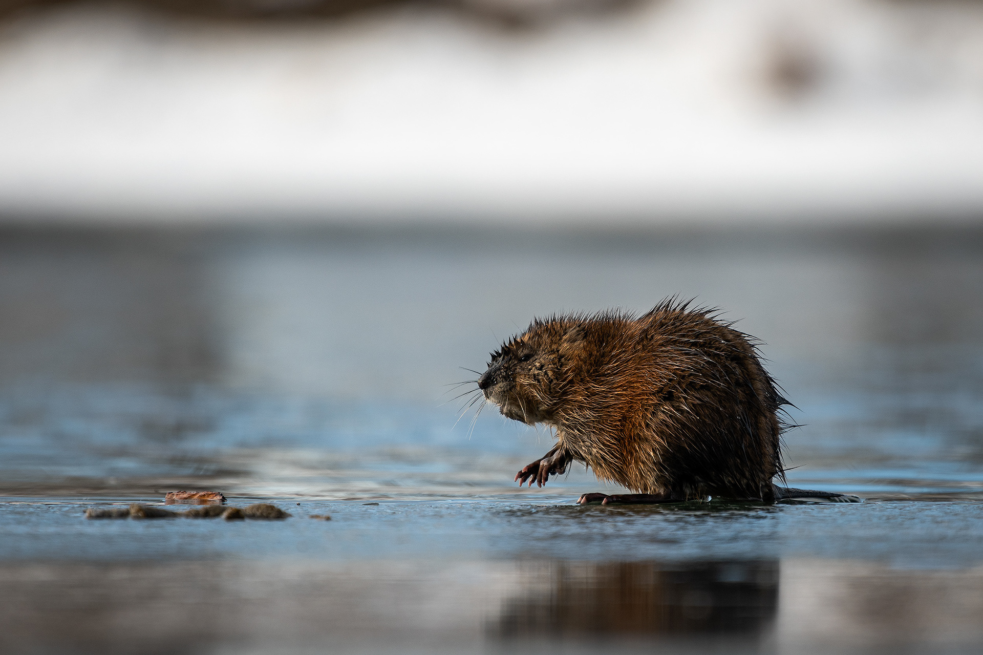 Beaver on a small ice shelf on the Bow River, just down stream from Carburn Park, Calgary, AB
