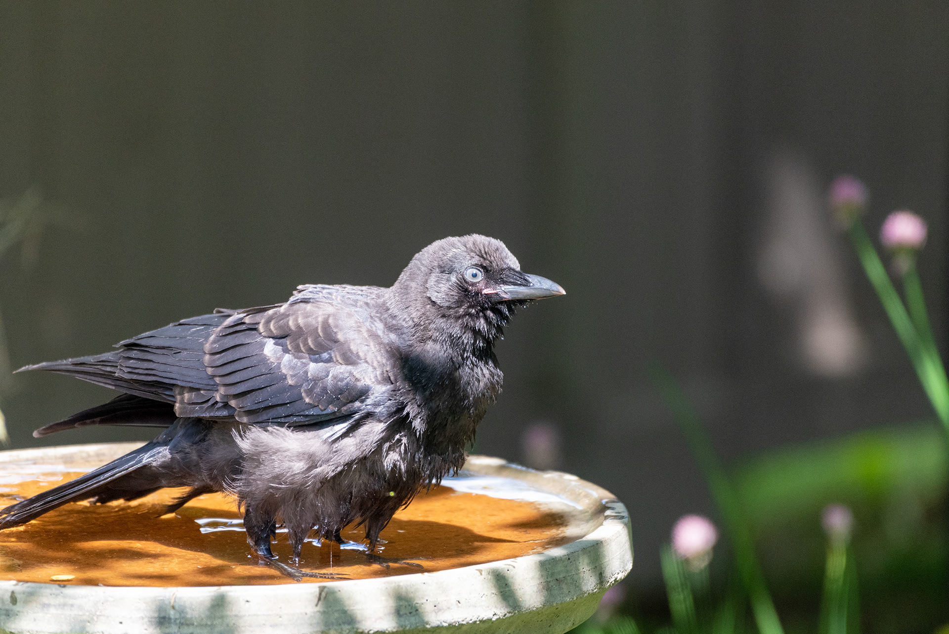 Black-billed Magpie in the birdbath