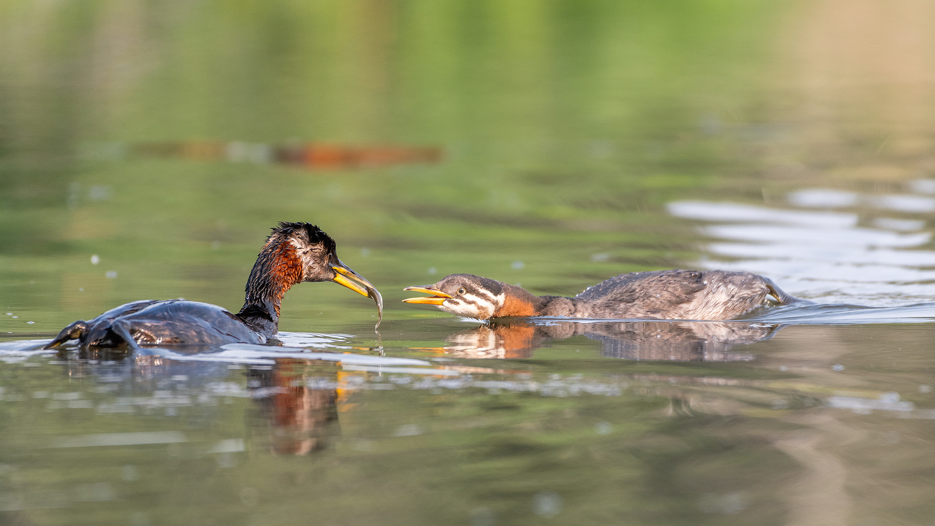 Red-necked Grebes (one female, one immature), Marshall Springs - Fish Creek Prov. Park, Calgary, AB