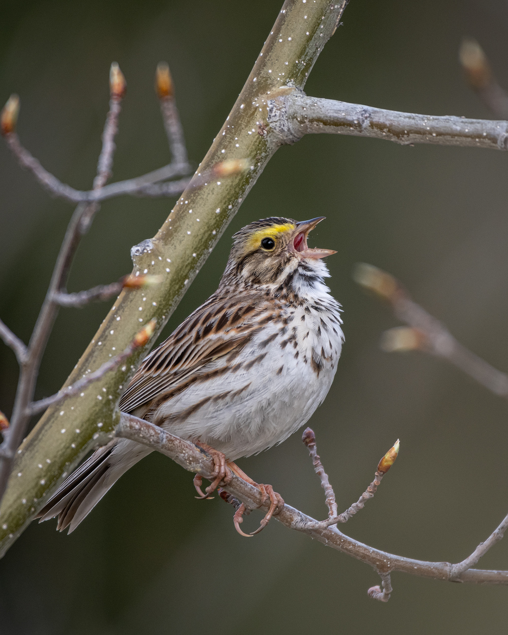 Bird, North Glenmore Park, Calgary, AB