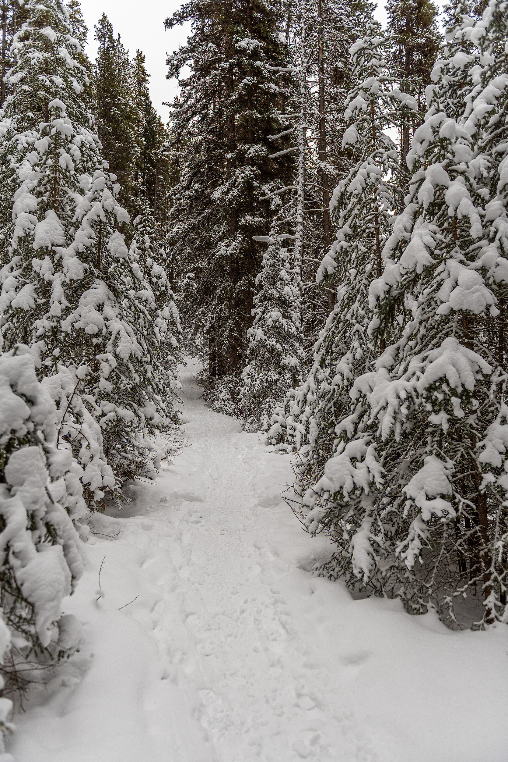 A view of part of the Castle Lookout hiking trail in Banff National Park, AB