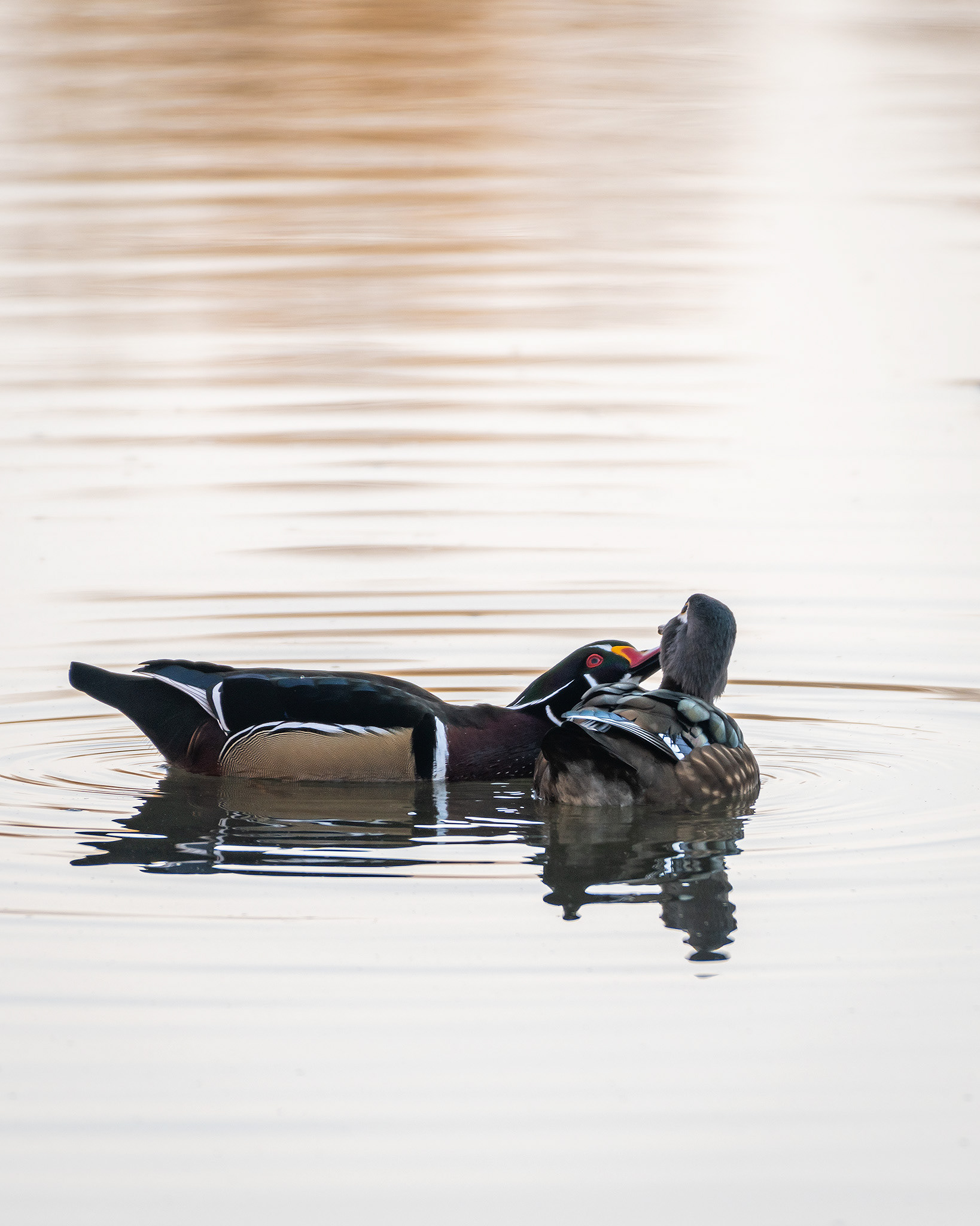 Wood Duck pair, Inglewood Bird Sanctuary, Calgary, AB - October 19th